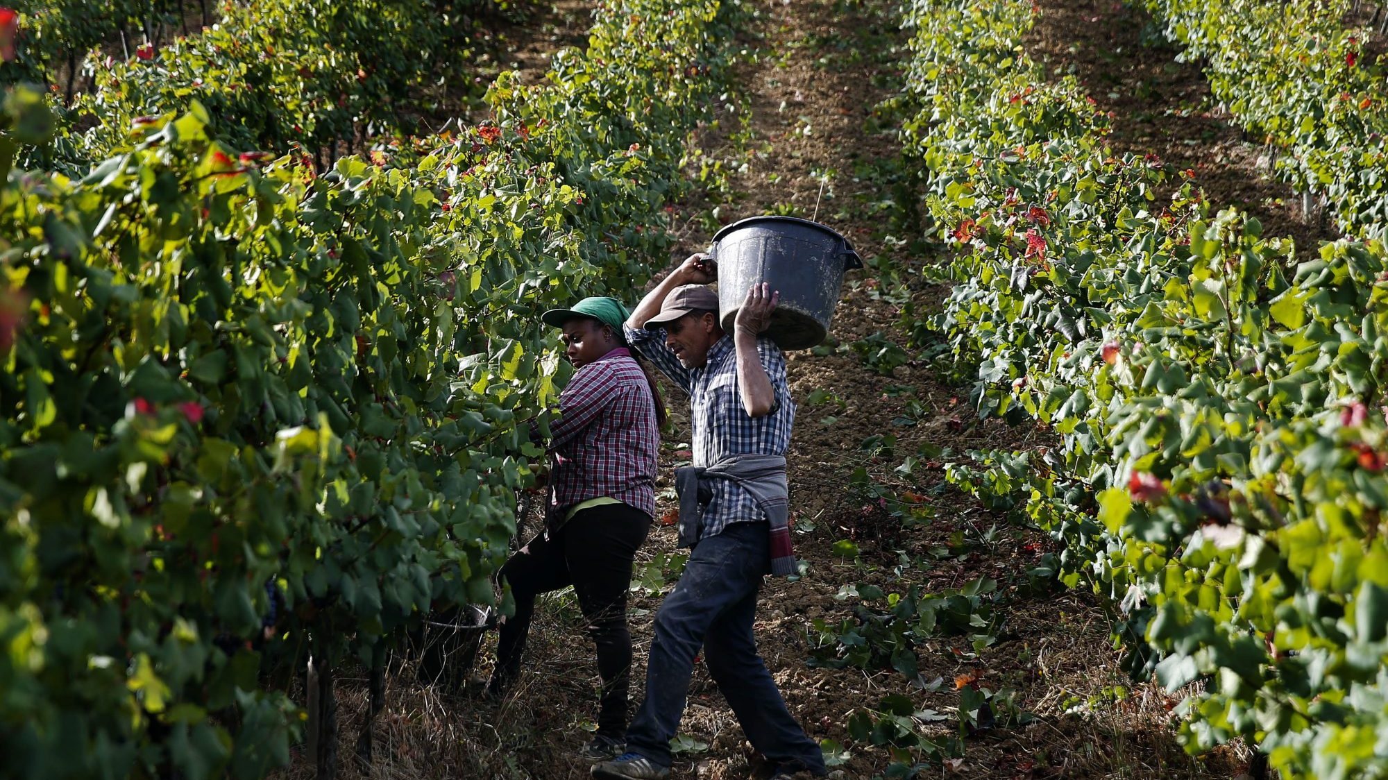 O crescimento da produção foi conseguido, principalmente, com a plantação de nova vinha. 