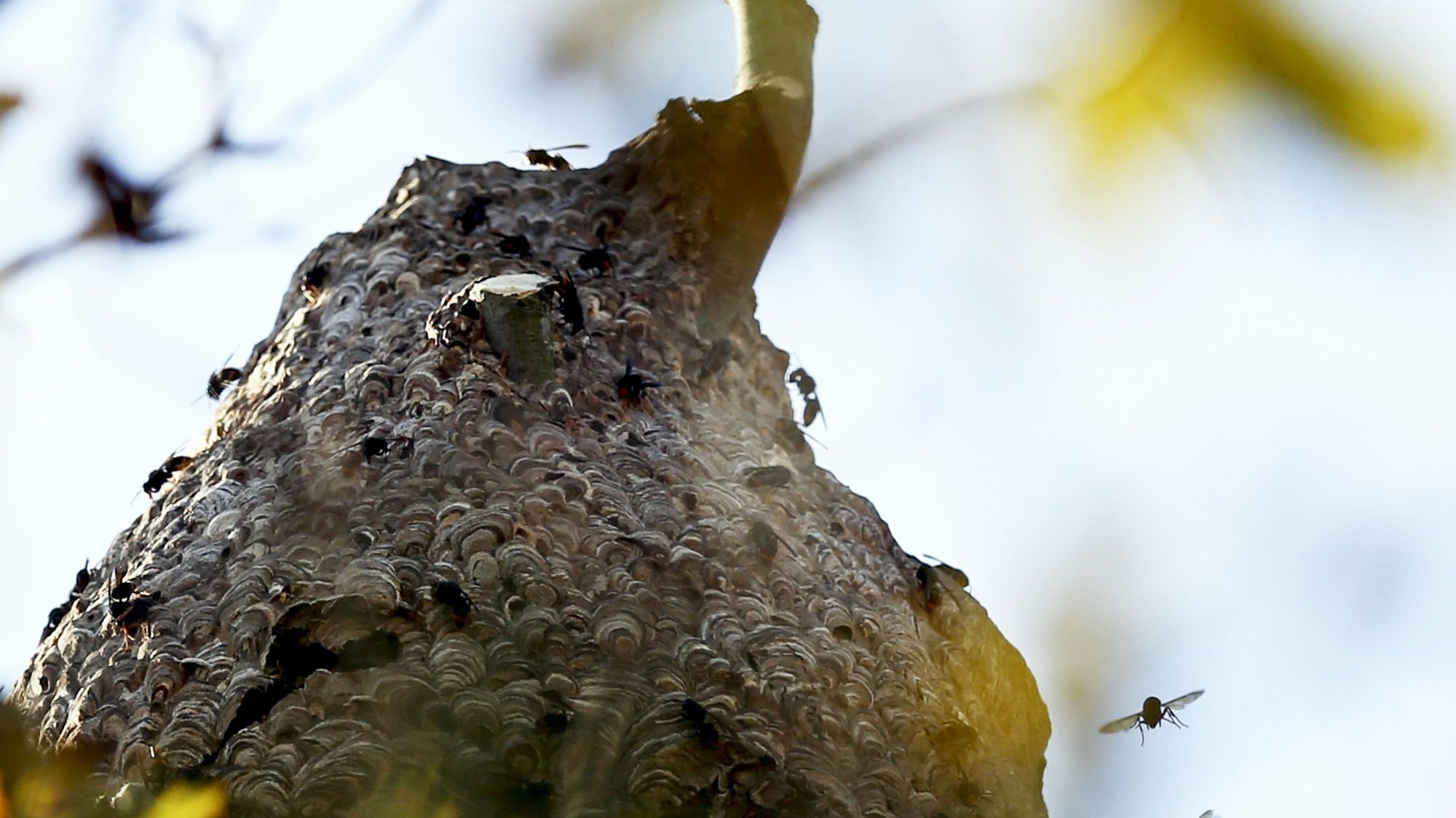 No concelho de Castelo Branco, em 2022, foram destruídos cerca de 30 ninhos de vespa velutina e, em 2023, registou-se a destruição de 176 ninhos