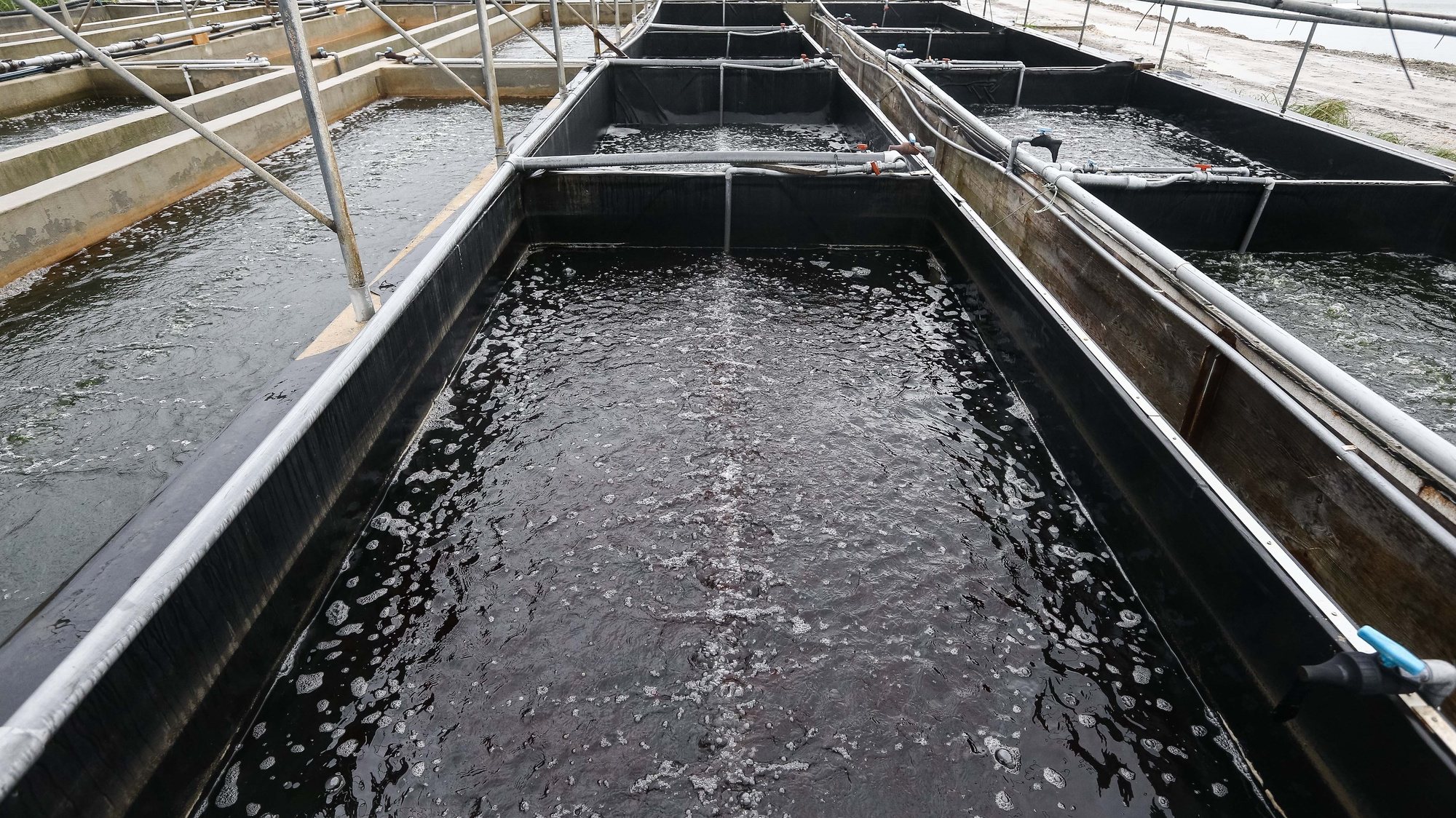Instalações da Algaplus, empresa “de produção primária, aliada à biotecnologia azul, que tem por objeto principal o cultivo das algas”, nas antigas marinhas de sal que são hoje o cenário de demonstração internacional de aquacultura multitrófica e produção de macroalgas, no Bolho da Malhada, em Ílhavo, 30 de janeiro de 2020. (ACOMPANHA TEXTO DO DIA 09 DE FEVEREIRO DE 2020). PAULO NOVAIS/LUSA
