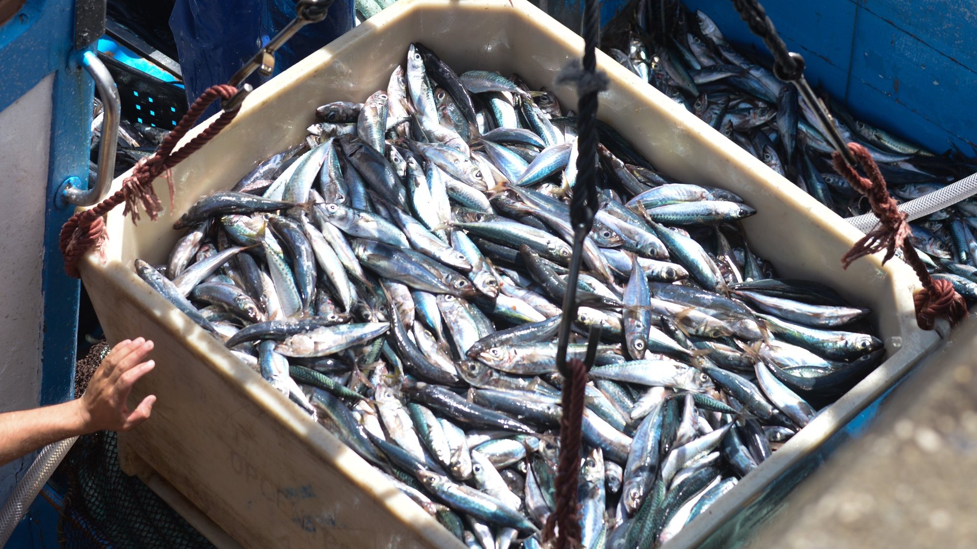 Pescadores descarregam carapau para ser vendido na lota do porto de Peniche, 21 de maio de 2019. CARLOS BARROSO/LUSA.