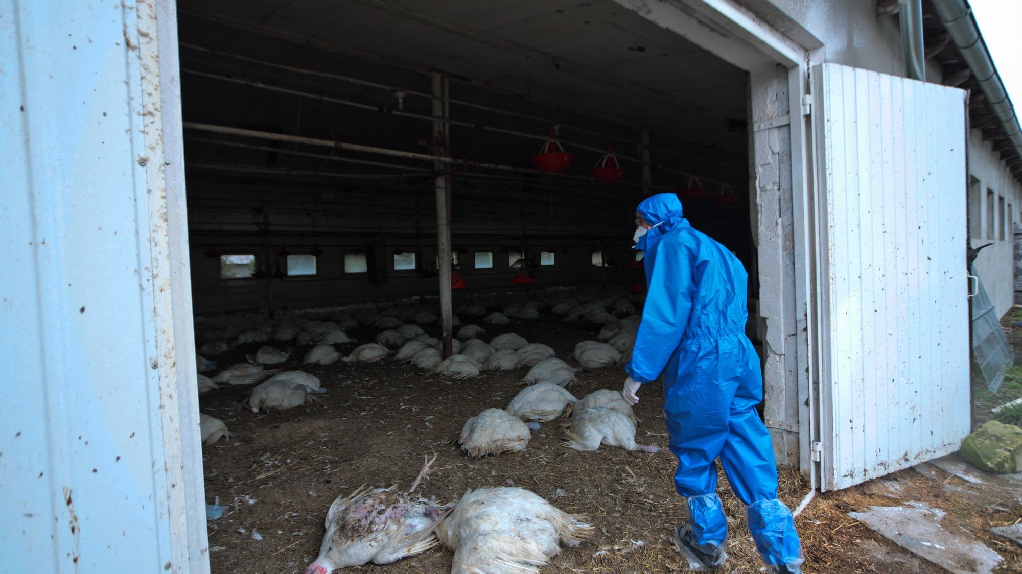 epa09025766 (FILE) - A health worker takes part in an exercise to cull and destroy poultry affected by the H5N8 virus, also known as bird flu at a poultry farm in Glinik, Poland 19 December 2016 (reissued 20 February 2021). Russian authorities on 20 February 2021 said they had detected the first human case of Highly Contagious Bird Flu H5N8 after seven people tested positive for H5N8 at a poultry farm in southern Russia.  EPA/LECH MUSZYNSKI POLAND OUT *** Local Caption *** 53179510