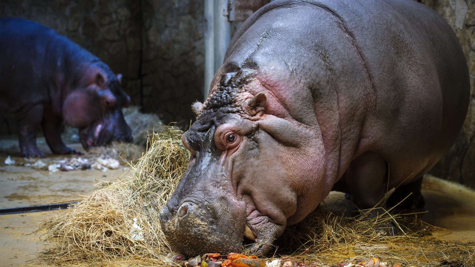 epa05689521 A hippopotamus eats vegetables and fruits it received on the occasion of Christmas in the Debrecen Zoological and Botanical Garden, in Debrecen, 226 kms east of Budapest, Hungary, 27 December 2016.  EPA/ZSOLT CZEGLEDI HUNGARY OUT