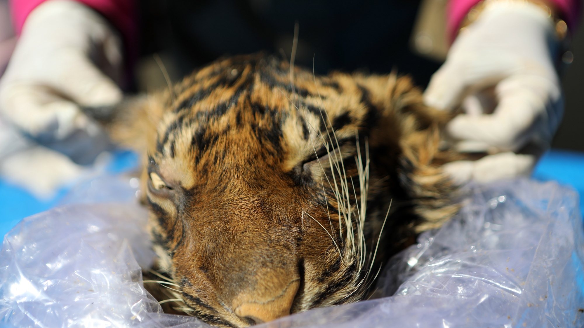 Indonesian police confiscate tiger skin from illegal wildlife trader EPA/Hotli Simanjuntak