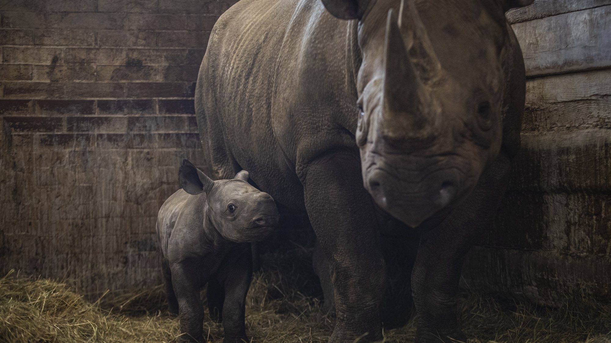 epa09828488 A twelve-day-old male eastern black rhinoceros (Diceros bicornis michaeli) calf stands next to his mother Eva inside their enclosure at the Safari Park in Dvur Kralove nad Labem, Czech Republic, 16 March 2022. The rhino species is listed as critically endangered. The calf was named Kiyv by its caregivers in support and honor of Ukrainian heroes, according to the director of the Dvur Kralove Safari Park, Premysl Rabas.  EPA/MARTIN DIVISEK