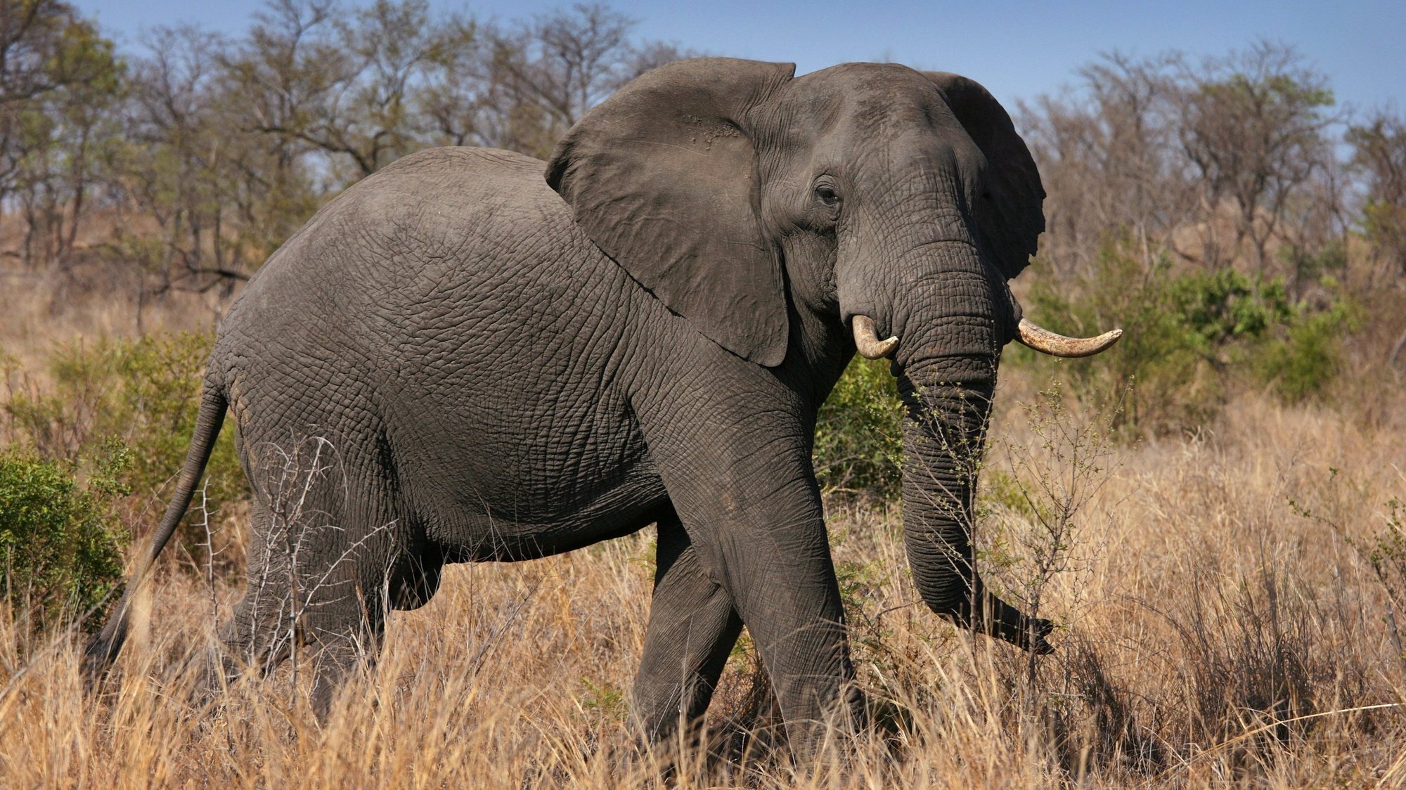 epa01942652 (FILE) A file photograph dated 25 October 2009 shows one of the &#039;Big Five&#039;, an African elephant, in South Africa&#039;s Kruger National Park. South African tourism operators are seeing marketing gold in the Soccer World Cup, a chance to sell the country as a destination to foreign travellers long after the games are over. Gateway Tours and Safaris, which saw 70% of its reservations cancelled for 2009, said the tournament represented a marketing opportunity that could help the industry recover from a dismal year with bookings hit by the global economic crisis. The draw for the FIFA World Cup 2010 takes place in Cape Town on 04 December 2009.  EPA/JON HRUSA