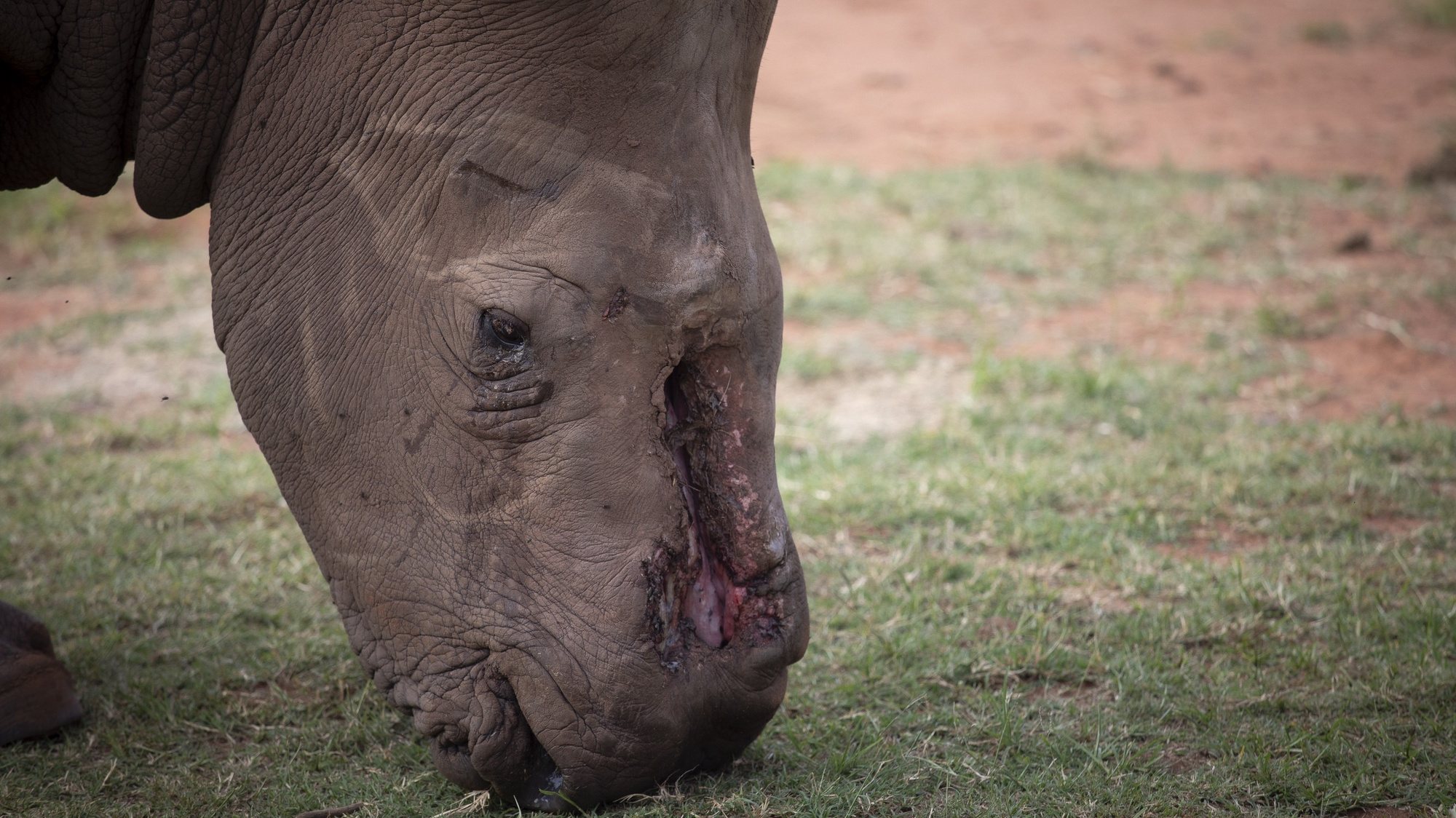 epa09706052 White Rhino bull &#039;Seha&#039; showing serious facial damage done to his face grazes in Bela Bela, South Africa, 24 January 2022, prior to his relocation to another nearby game reserve after recovering from serious facial wounds sustained when his horn was hacked off by poachers. Seha is the only survivor from a group of five rhinos that were poached on a game farm six years ago and has had 30 operations to the deep wounds on his face since then. South Africa has the world&#039;s largest population of rhinos in the world. However over the past years hundreds of the animals have been killed by poachers seeking their horns for sale to the lucrative traditional healing market in the Far East. In a ground-breaking and world-leading initiative, Dr. Johan Marias from &#039;Saving the Survivors&#039; races to injured and poached rhinos once they have been called by conservation groups or private rhino owners in an attempt to save the animals and heal their often horrifying open wounds. Seha will be released onto a new game ranch with two female rhinos in hope for them to breed and help maintain the rhino populations.  EPA/KIM LUDBROOK
