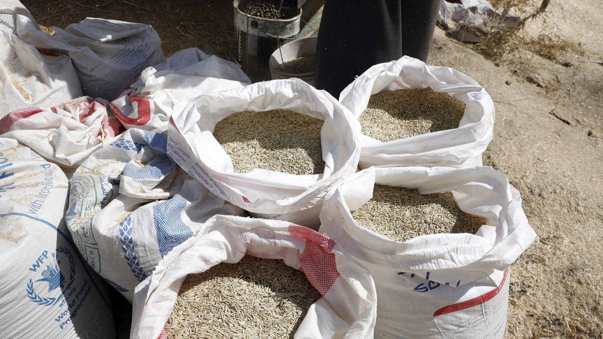 epa10365512 Wheat grains are being collected in sacks after being separated from the straw by a threshing machine during a harvest season at a field in Sana&#039;a, Yemen, 14 December 2022. The World Bank has provided an additional 150 million US dollar to boost local food production and provide emergency assistance to smallholder farmers and vulnerable households in conflict-ravaged Yemen, the Food and Agriculture Organization (FAO) reported. Yemen has suffered from the effects of the war in Ukraine which disrupted shipments of wheat thus further weakening the food security situation in the Arab country. Yemenâ€™s total wheat production contributes less than 10 percent of all utilization needs due to the effects of the prolonged conflict as well as poor water management and high fuel prices. Yemen is experiencing one of the worst humanitarian crisis in the world with approximately 23.4 million people out of its 30-million population depend on humanitarian assistance to survive due to eight years of devastating conflict, according to estimates by UN relief agencies.  EPA/YAHYA ARHAB