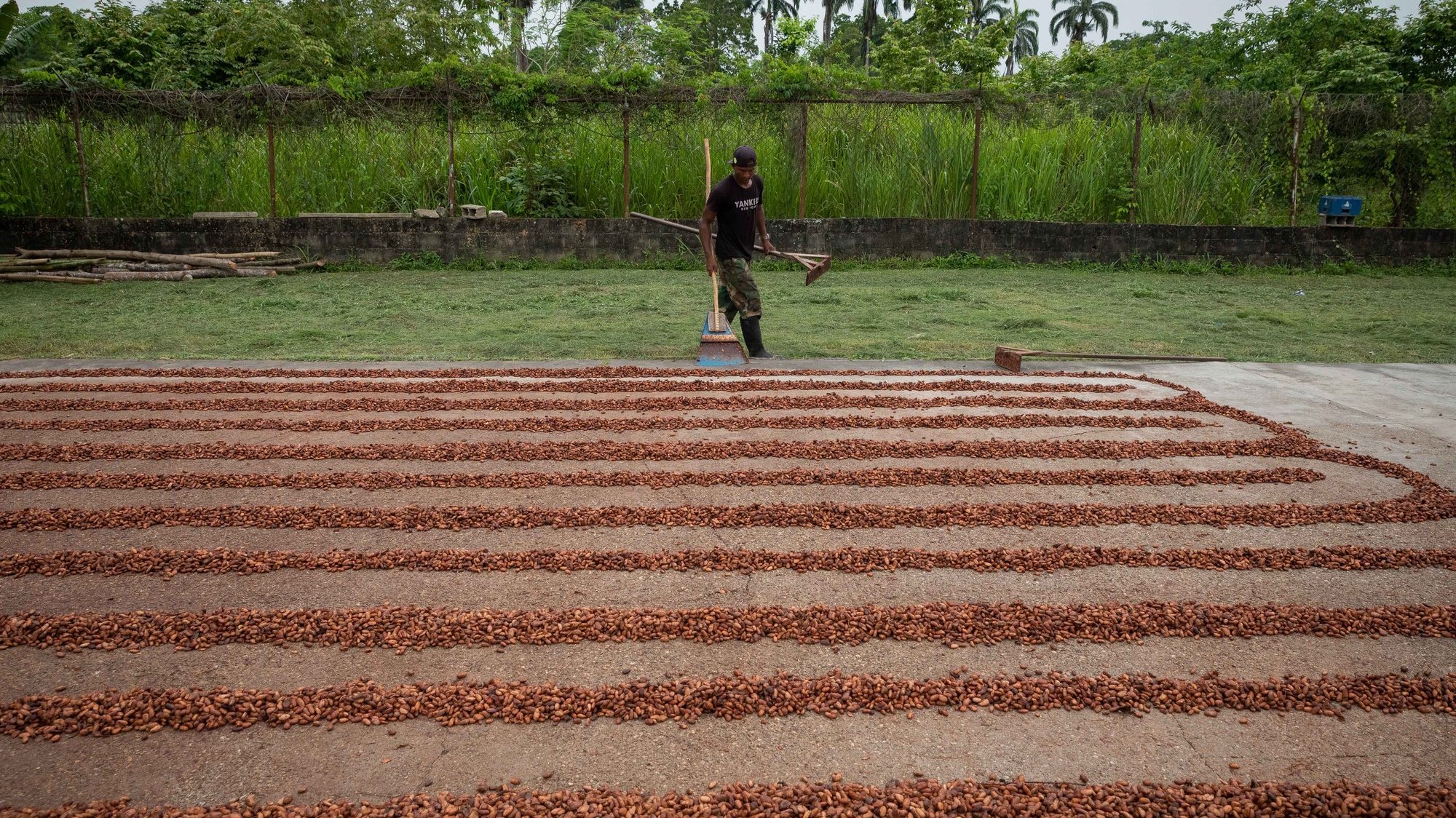 epaselect epa09981282 A person extends cocoa beans at a farm in Tacarigua, Venezuela, 27 May 2022. The Venezuela Committee of the World Farmers Organization said they hope to increase cocoa production in the Caribbean country to 60,000 tons within three years, an increase that will be progressive.  EPA/RAYNER PENA R