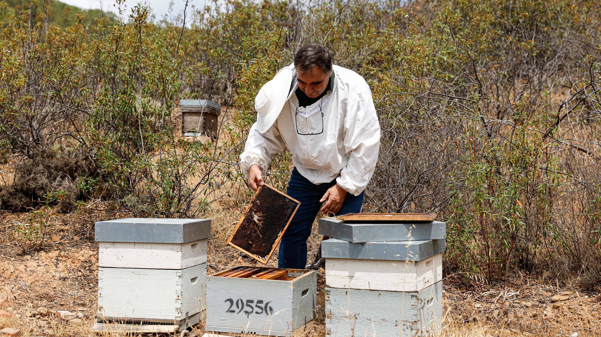 Paulo Ventura, apicultor, observa um quadro de ninho de abelhas de uma colmeia, em Tavira, 31 de maio de 2023. A apicultura do Algarve enfrenta o segundo ano de dificuldades devido aos efeitos da seca e aumento dos custos de produção, sem contar com qualquer apoio do ministério da Agricultura, criticou a Melgarbe – Associação de Apicultores do Sotavento Algarvio. (ACOMPANHA TEXTO DA LUSA DO DIA 05 DE JUNHO DE 2023). LUÍS FORRA/LUSA