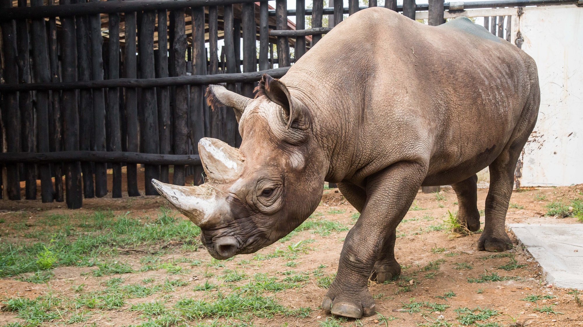 epa07670845 A handout photo made available by the Safari Park in Dvur Kralove nad Labem and African Parks shows one of five rhinos in its enclosure at Akagera National Park, Rwanda, 24 June 2019. Three black rhinos (Diceros bicornis michaeli) from Safari Park Dvur Kralove and two black rhinos from other European gardens are set out for the Akagera National Park in Rwanda. This is the largest rhino transport ever from Europe to Africa, where they should start a new population. All animals are prepared for the trip in Dvur Kralove. The trip included three rhinos from Dvur, Jasiri, Jasmina and Manny, female Olmoti from the English zoo Flamingo Land and male Mandela from Denmark. These five will find a new home in Akagera National Park, Rwanda, where the last rhinos were seen in 2007. According to Safari Park, only about 700 black rhinos live in the wild.  EPA/SCOTT RAMSAY / AFRICAN PARKS / HANDOUT  HANDOUT EDITORIAL USE ONLY/NO SALES
