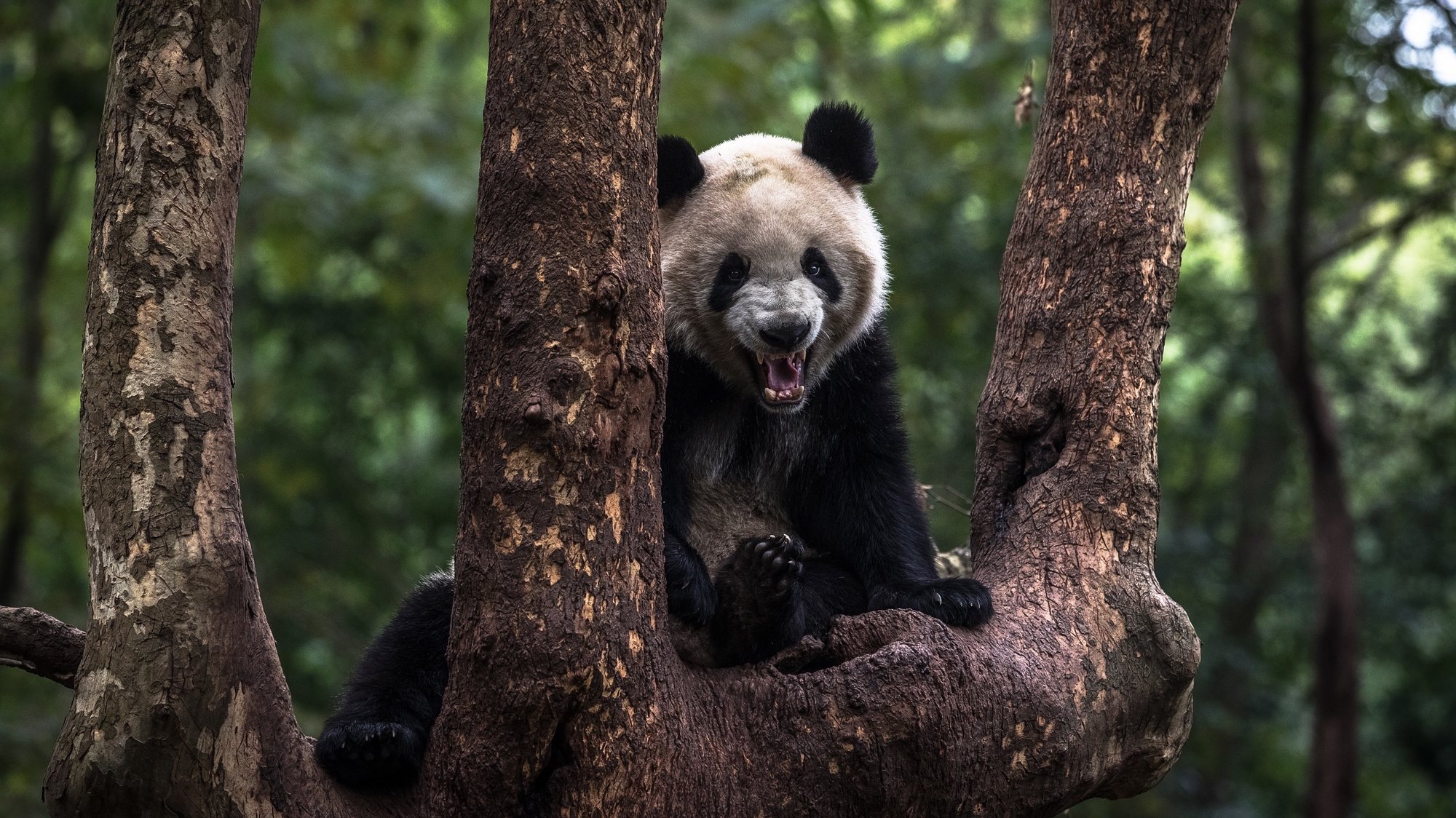 epaselect epa08041243 A giant panda sits on a tree at the Chengdu Research Base of Giant Panda Breeding, in Chengdu, China&#039;s Sichuan province, 02 December 2019 (issued 03 December 2019). Being one of the most recognizable symbols of China, giant pandas are also known for their diplomatic &#039;value&#039; and are used as China&#039;s political gifts to other countries with the term called &#039;Panda Diplomacy&#039;. According to World Wide Fund for Nature (WWF) the latest census in 2014 found that there were 1864 giant pandas alive in the wild.  EPA/ROMAN PILIPEY  ATTENTION: This Image is part of a PHOTO SET