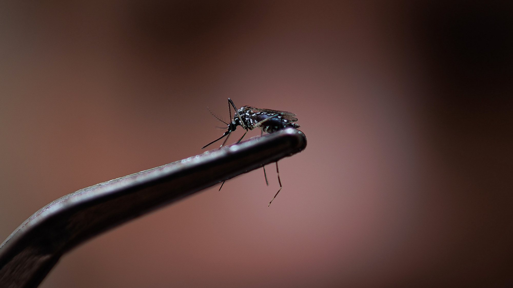 epa11202843 A view of a dengue-transmitting mosquito (Aedes aegypti) in Sao Paulo, Brazil, 06 March 2024. Authorities in Sao Paulo, Brazil&#039;s most populous city, incorporated a new drone patrol on 05 March to combat the explosion of dengue cases in the region, which declared a state of emergency due to the spread of the disease.  EPA/Isaac Fontana