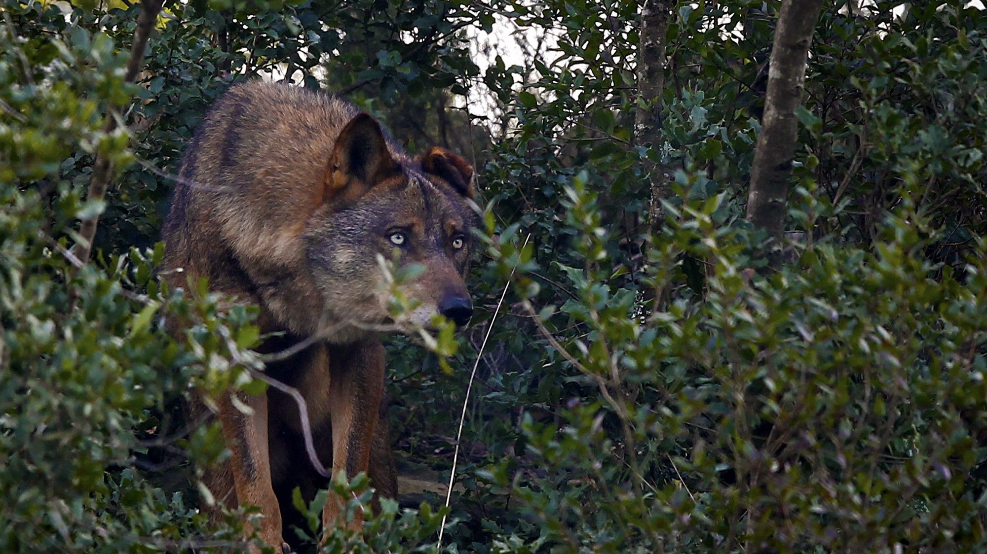 Faia é já considerada a principal atração do Centro de Recuperação do Lobo Ibérico (CRLI), que necessita de donativos para preservar a espécie, Mafra, 11 dezembro 2011. (ACOMPANHA TEXTO)  JOSE SENA GOULAO  / LUSA