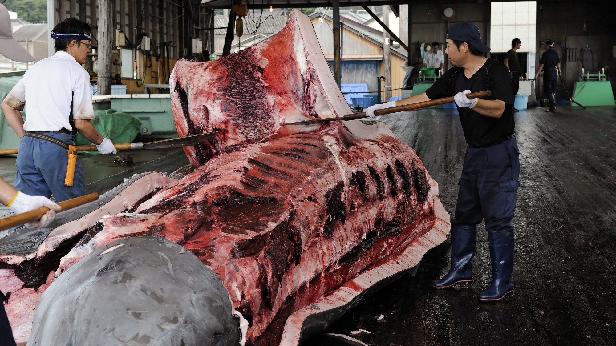 epa04171318 (FILE) A file picture dated 30 July 2009 shows fishermen peeling off the skin of a Baird&#039;s beaked whale at Wada Port, in Chiba Prefecture, Japan. Japanese Fisheries Minister Yoshimasa Hayashi said 18 April 2014 that Japan will continue hunting whales in the Pacific Ocean this year, despite a recent UN court ruling that ordered the country to stop whaling in the Southern Ocean.The decision allows some Japanese whalers in the north-east to start to hunt minke whales in coastal waters later this month and others to leave for north-west Pacific in May to conduct whaling.  EPA/FRANCK ROBICHON