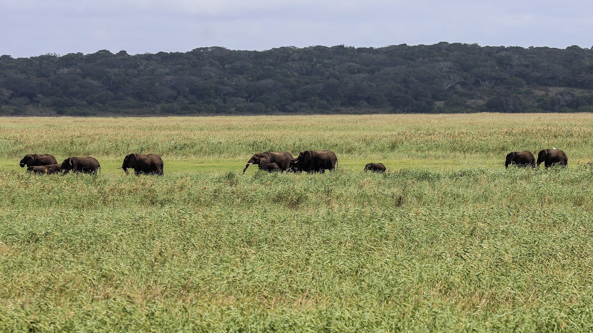 O Parque Nacional de Maputo, reserva protegida a 70 quilómetros da capital moçambicana, registou em 2023 um recorde de cerca de 20.000 visitantes, disse à Lusa o administrador, Miguel Gonçalves, justificando o crescimento com a recuperação e os investimentos em curso, Maputo, 12 de abril de 2024. Com as emblemáticas girafas e elefantes que se passeiam habitualmente junto à estrada Nacional 1 (N1), o Parque Nacional de Maputo beneficia da proximidade às cidades sul-africanas de Durban e Joanesburgo, combina “mar e terra” e desde 2018, com a inauguração da ponte de Katembe, facilitando a ligação da capital para sul, que a procura não para de crescer. (ACOMPANHA TEXTO DE DIA 15 DE ABRIL DE 2024). PAULO JULIÃO/LUSA