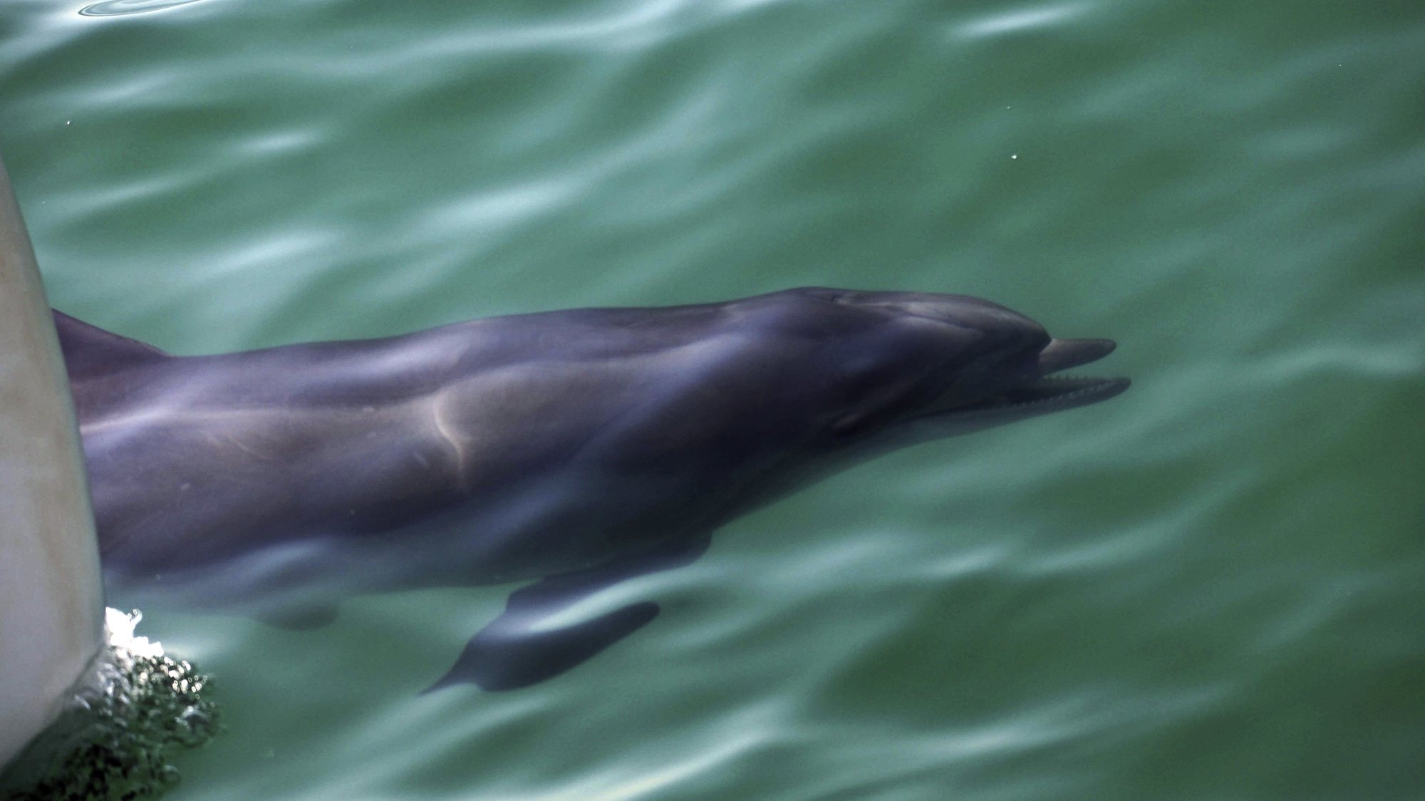 Observação da comunidade de Golfinhos (roaz corvineiro) residentes no Estuário e Foz do Rio Sado na embarcação Vertigem Azul, em Setúbal, 30 de Agosto de 2009. (ACOMPANHA TEXTO). CARLOS SANTOS/LUSA