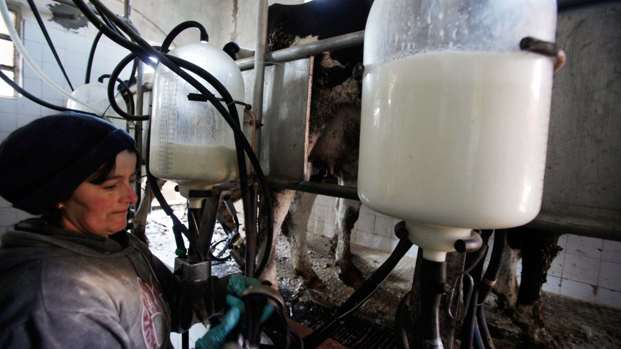 Os produtores exigem a &quot;subida urgente&quot; do preço pago à produção do leite