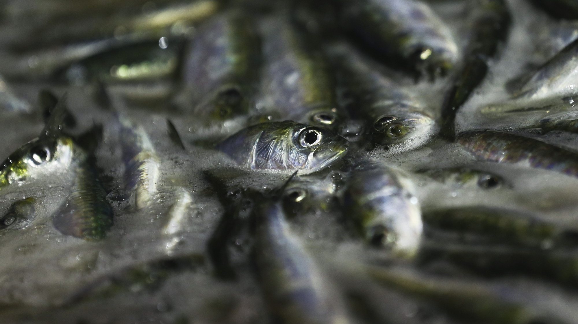 Foram apreendidos 31.500 quilos de biqueirão e mais de 15.500 de sardinha
