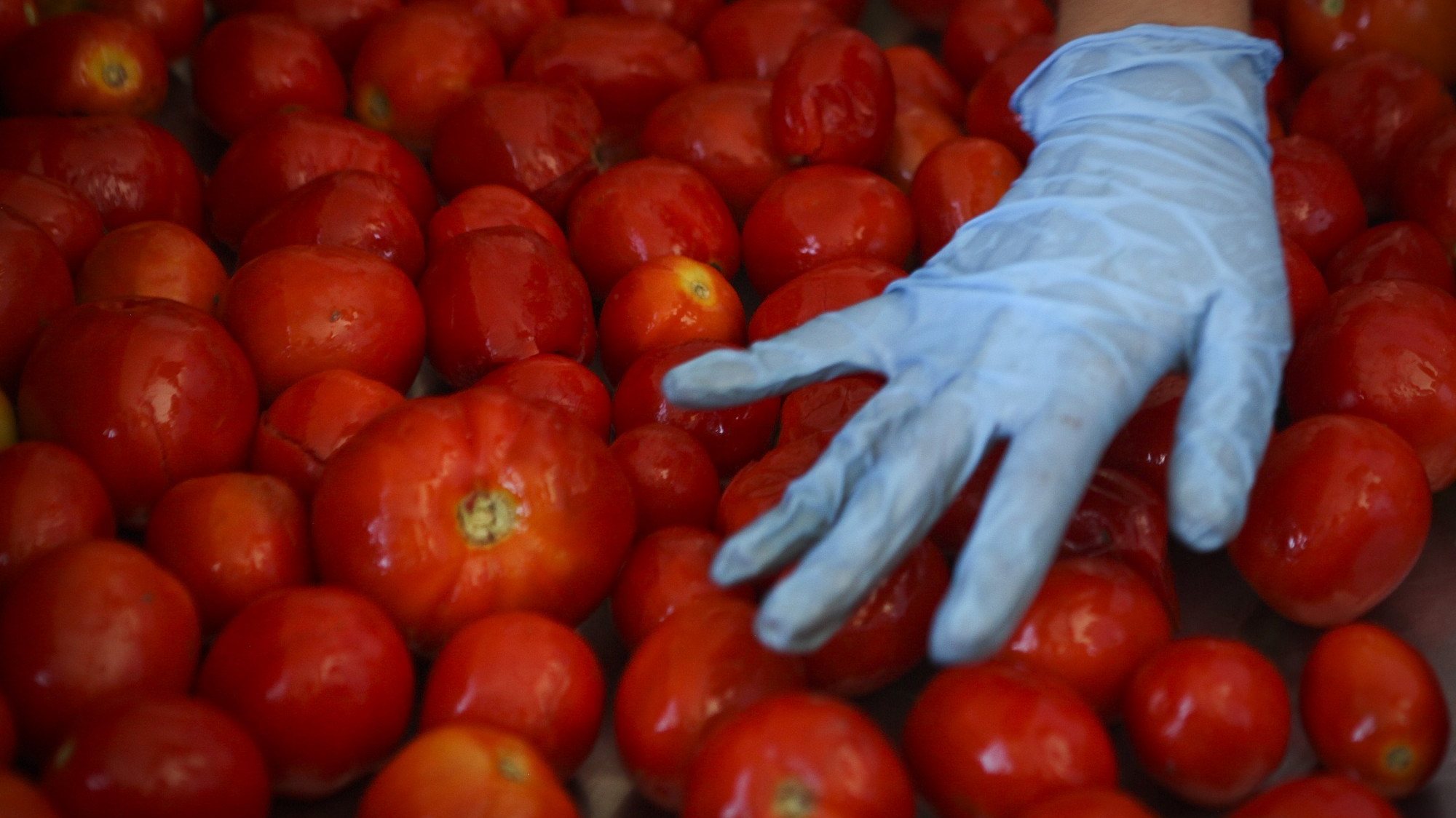 Segundo a empresa, o crescimento deveu-se à &quot;boa campanha do tomate&quot; e o crescimento do volume de vendas de molhos de tomate