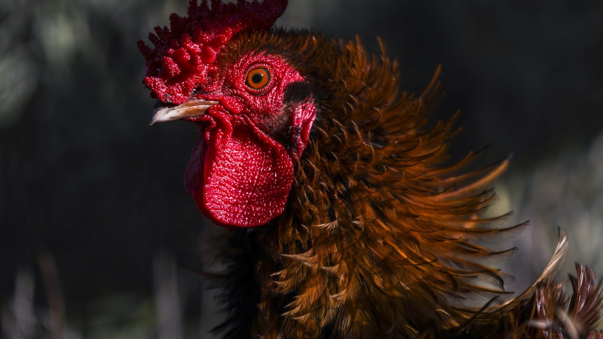 Não existem evidências de que a gripe aviária seja transmitida para os humanos através do consumo de alimentos