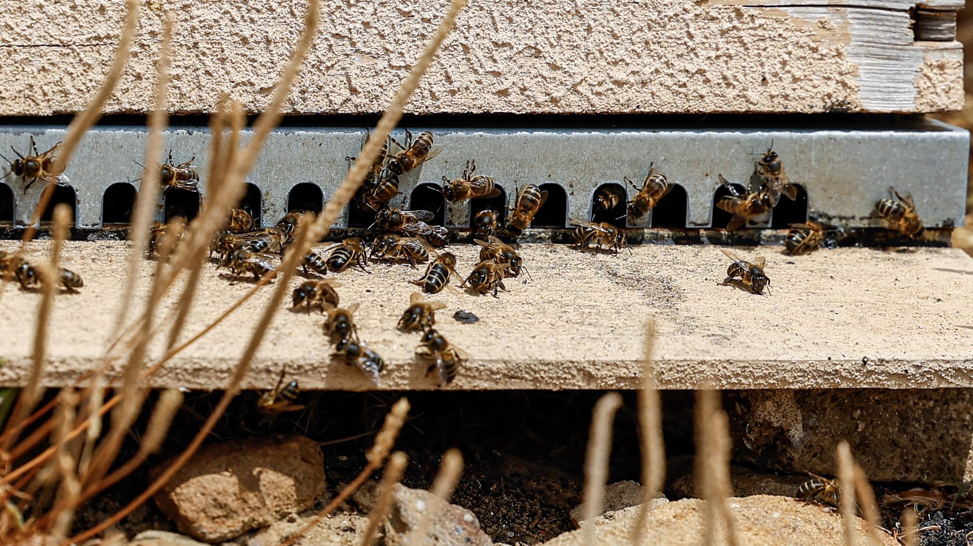 Abelhas numa colmeia, em Tavira, 31 de maio de 2023. A apicultura do Algarve enfrenta o segundo ano de dificuldades devido aos efeitos da seca e aumento dos custos de produção, sem contar com qualquer apoio do ministério da Agricultura, criticou a Melgarbe – Associação de Apicultores do Sotavento Algarvio. (ACOMPANHA TEXTO DA LUSA DO DIA 05 DE JUNHO DE 2023). LUÍS FORRA/LUSA