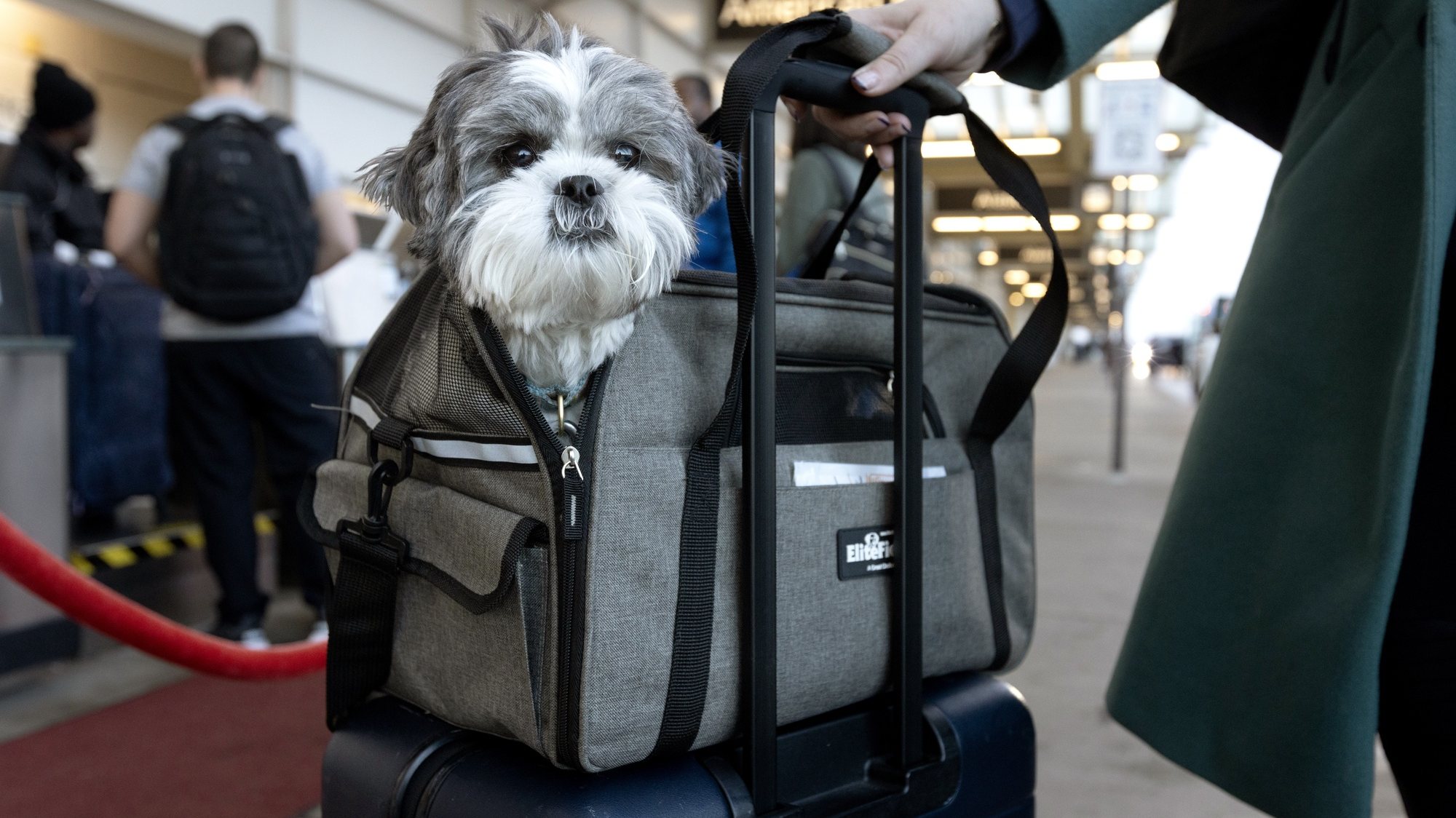 epa10989711 A Shih Tzu dog named Marla is prepared to board a flight along with her owner at Ronald Reagan Washington National Airport on the day before Thanksgiving, in Arlington, Virginia, USA, 22 November 2023. The Thanksgiving Day holiday period is typically the busiest travel time of the year in the United States. About 4.7 million people are expected to fly between 22 November and 26 November, according to AAA (American Automobile Association), making 2023 Thanksgiving air travel the busiest in nearly twenty years due to cheaper fuel and airfare.  EPA/MICHAEL REYNOLDS