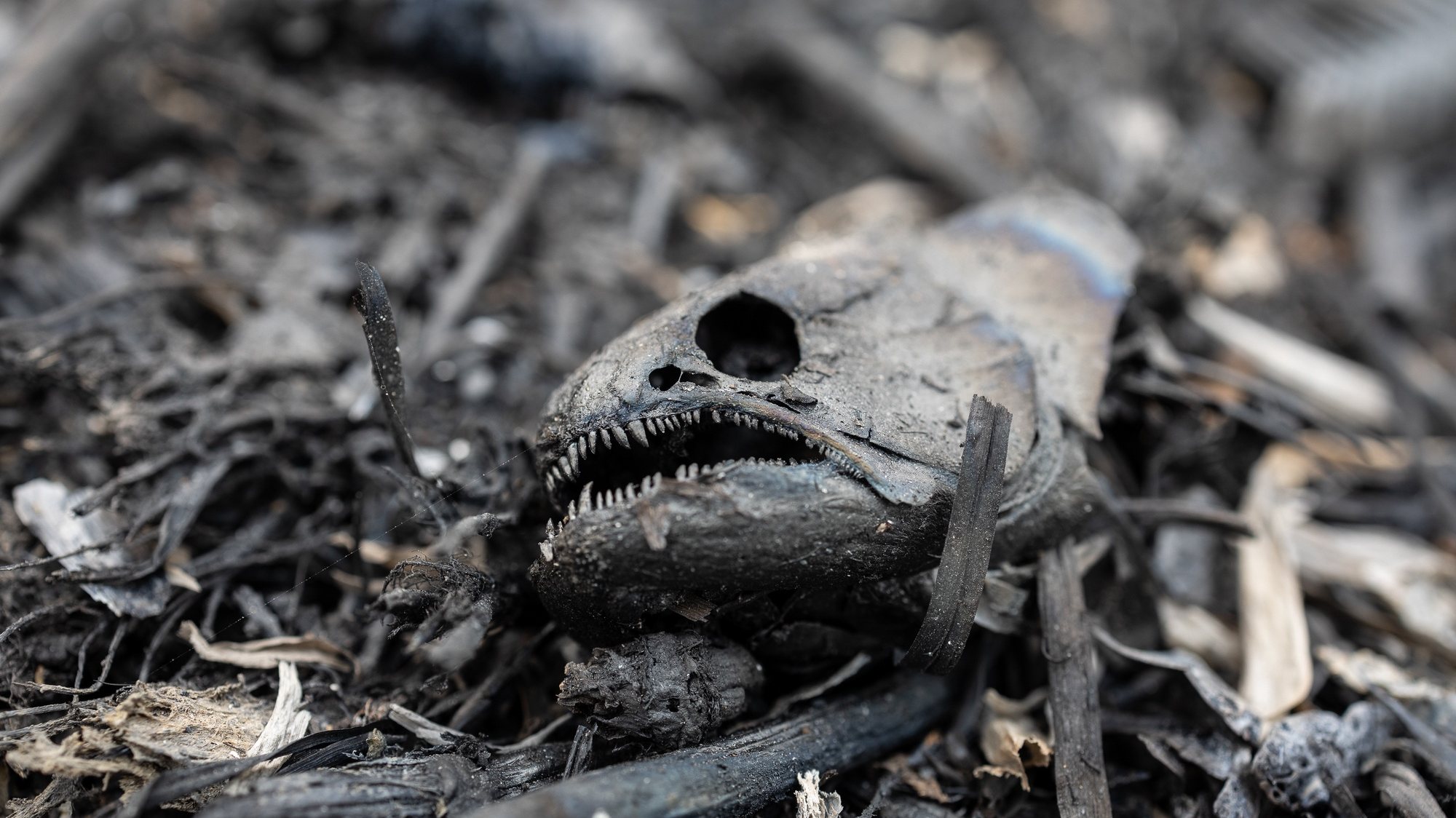 epa10987882 A burnt carcass of a piranha lies on the ground after a large fire on the BR-262 highway in the Brazilian Pantanal, in the city of Miranda, Brazil, on 19 November 2023 (issued 21 November 2023). The Brazilian Environmental Police are now searching for signs of animal life after fires raging in the Pantanal devastated large areas of the largest wetland on the planet.  EPA/ISAAC FONTANA  ATTENTION: This Image is part of a PHOTO SET