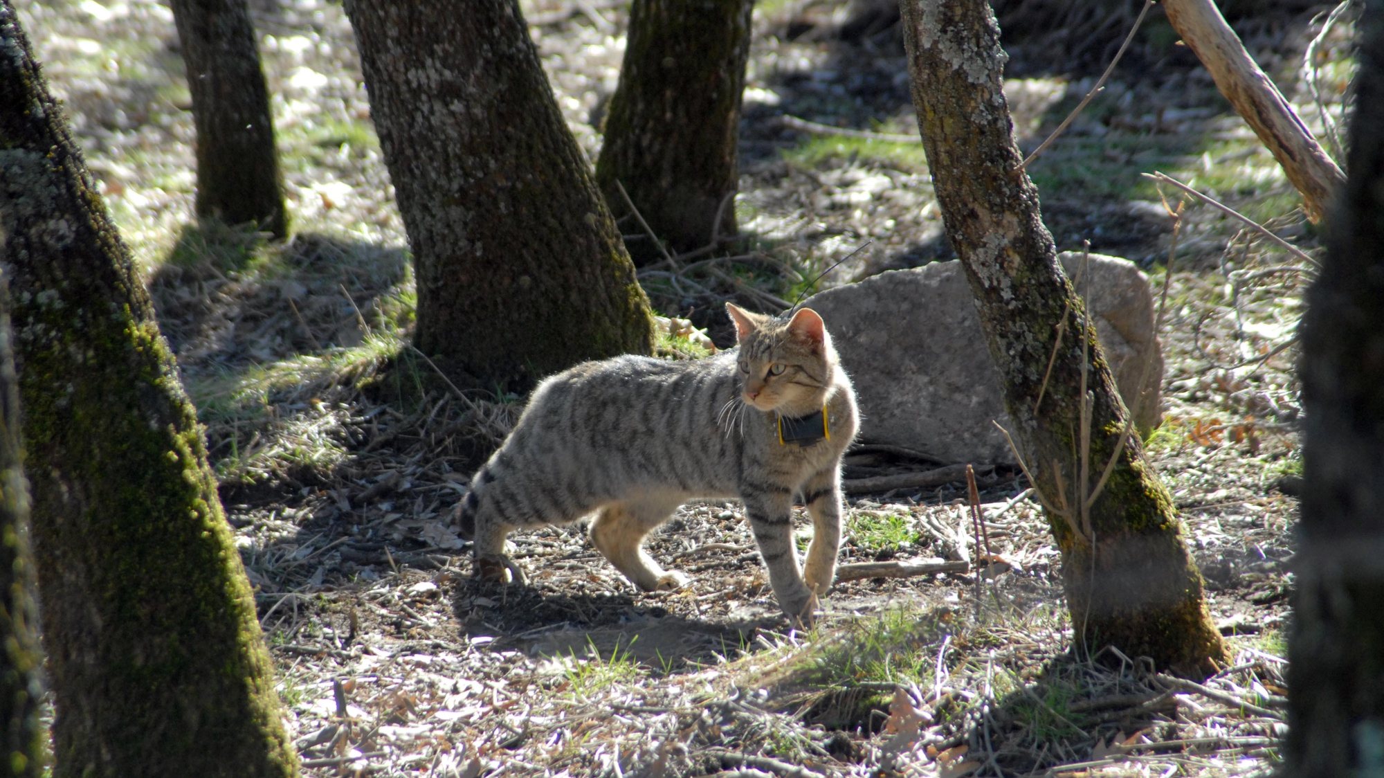 O gato-bravo, o último felino selvagem existente em Portugal, corre o risco de extinção devido à influência humana no seu habitat, situação que se agravou com a descoberta de indícios de hibridação com gatos domésticos, 19 de Abril de 2008.   LUSA