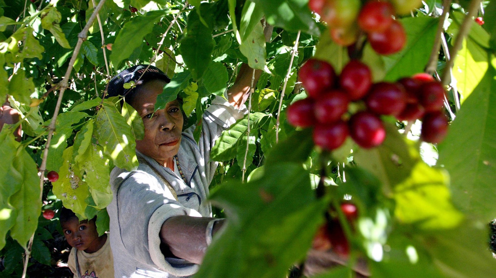 Uma agricultora recolhe a cereja do café