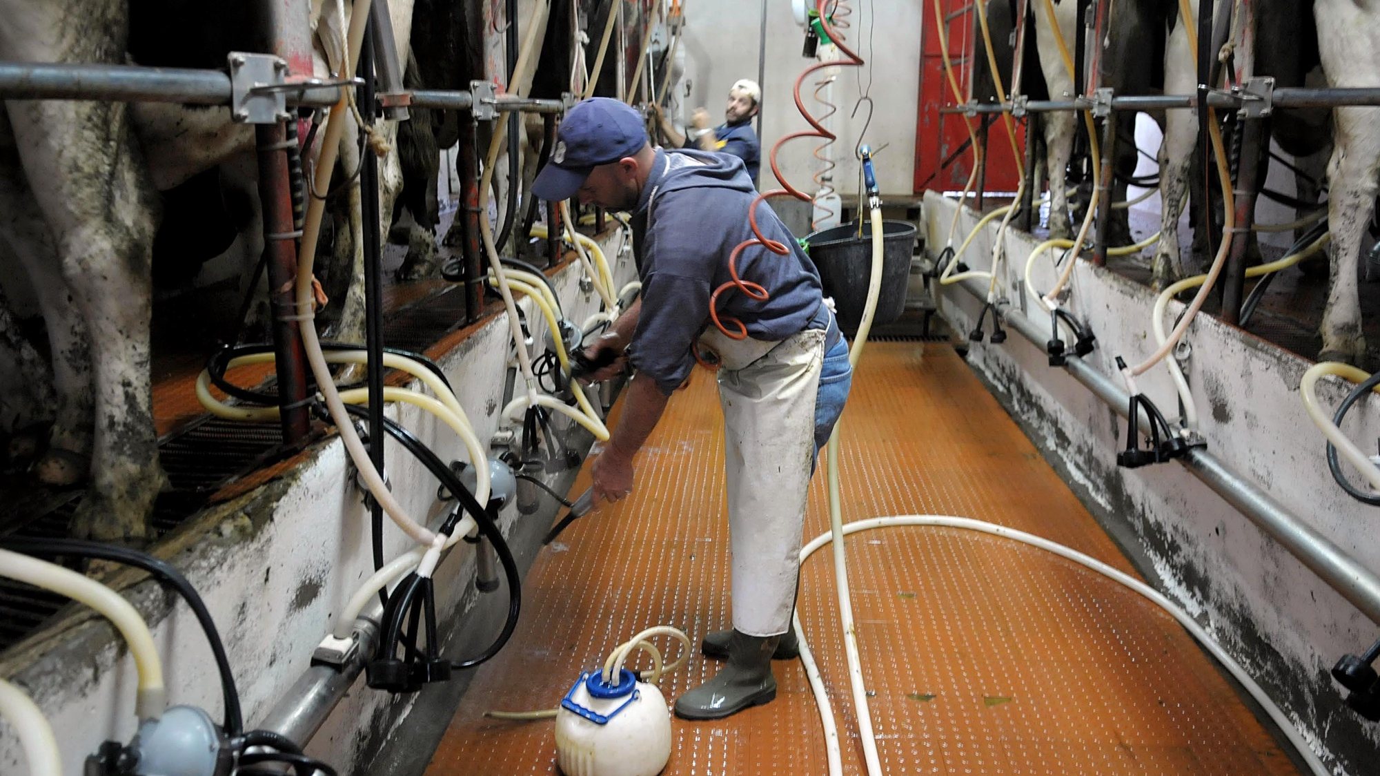 A crise de produtos alimentares faz a União Europeia repensar as cotas leiteiras e os Açores não estão alheios a estas alterações, Ilha de São Miguel, 22 de Maio de 2008. (ACOMPANHA TEXTO) EDUARDO COSTA / LUSA