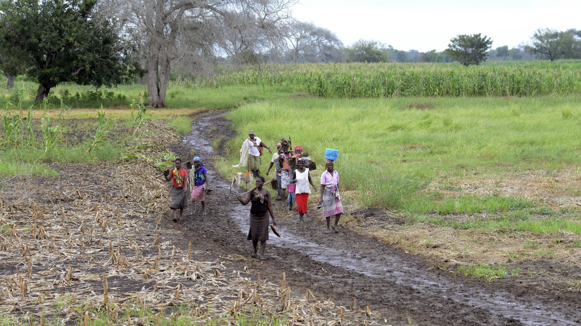 Camponesas regressam das suas &quot;machambas&quot; em Guijá, província de Gaza, sul de Moçambique, 21 de fevereiro de 2017. Em Guijá, sul de Moçambique, “as coisas continuam complicadas” e, meses após uma seca severa, o pesadelo hoje são as inundações, com a subida do rio Limpopo a afetar mais de 600 agricultores, ameaçando a campanha agrícola que se inicia. (ACOMPANHA TEXTO DE 05/03/2017)  ANTÓNIO SILVA/LUSA