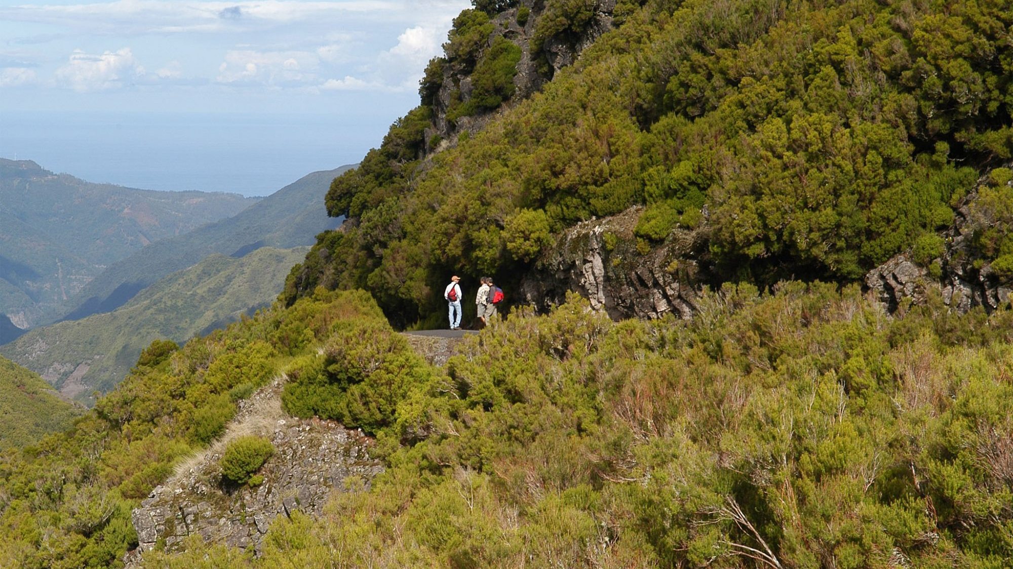 Na Madeira, todos os anos têm sido limpos cerca de 200 quilómetros de caminhos florestais