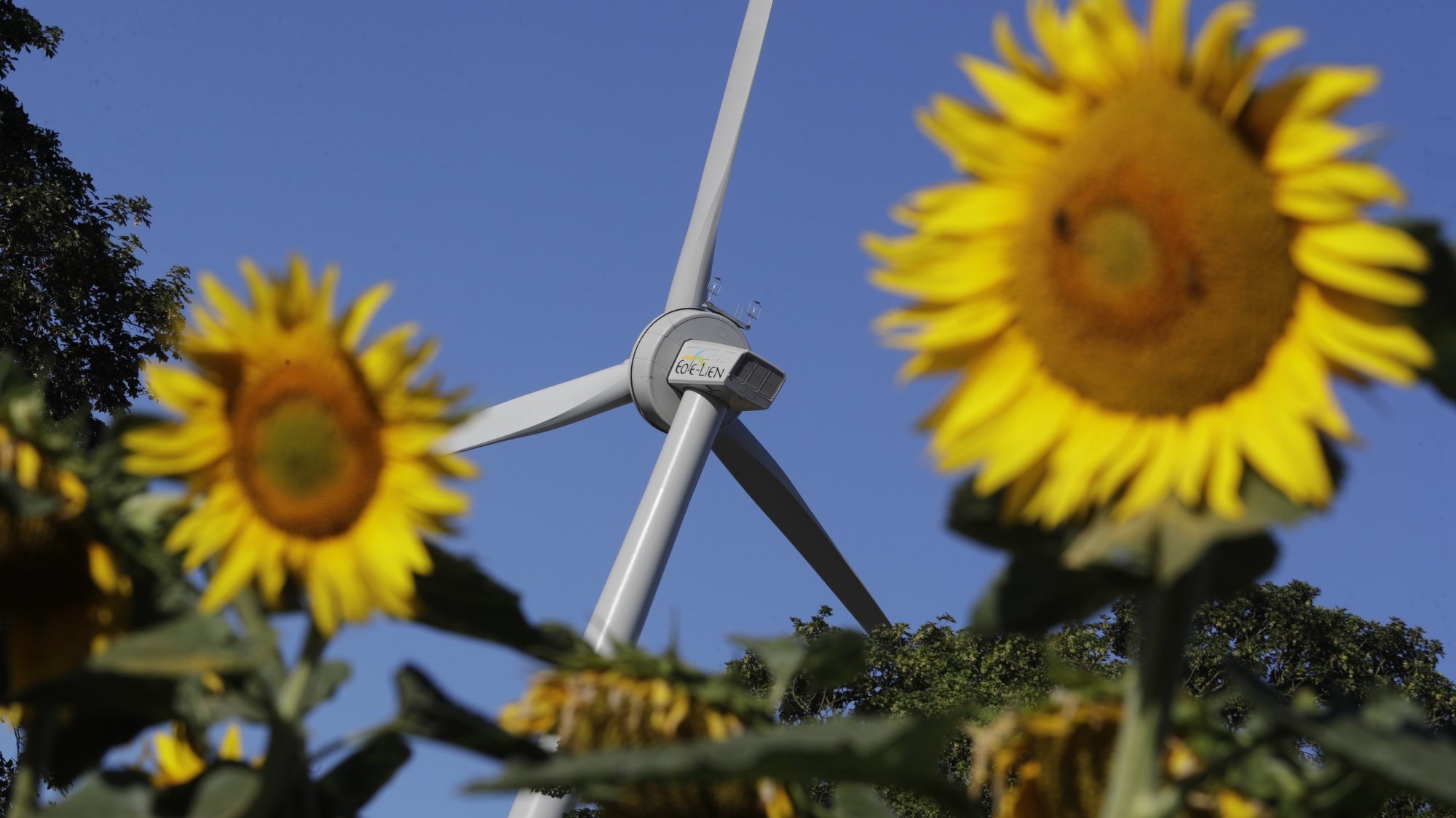 epaselect epa10103793 The Windturbine of ECOLIEN company next to blooming sunflowers in a Wind farm along E42 Morotway in Namur, Belgium, 03 August 2022.  EPA/OLIVIER HOSLET