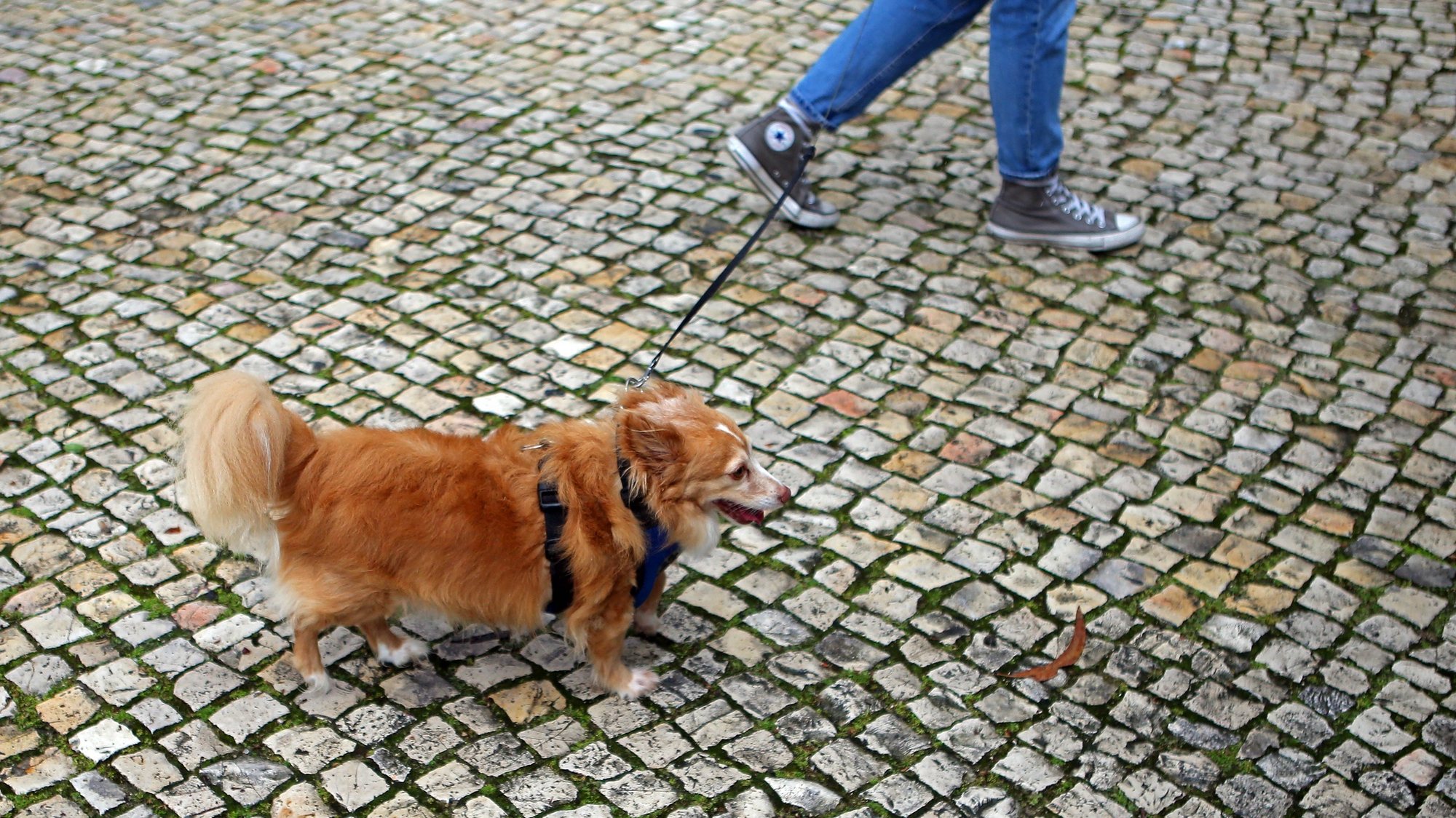 A estudante de medicina veterinária, Luísa Pinheiro, durante um passeio com um cão de uma vizinha com doenças de risco, impedida de sair de casa, devido à pandemia da covid-19, em Odivelas, 15 de abril de 2020. (ACOMPANHA TEXTO DE 16/04/2020) ANTÓNIO PEDRO SANTOS/LUSA