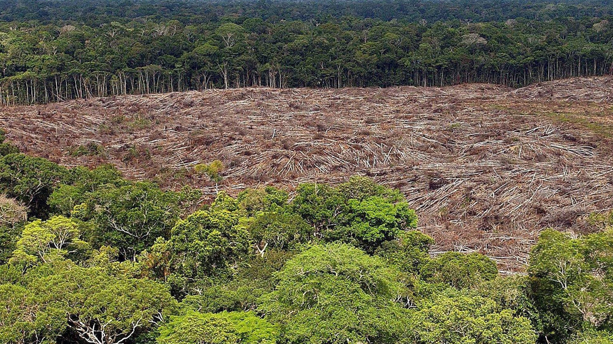 Na Indonésia, por outro lado, a destruição da floresta diminuiu pelo quinto ano consecutivo
