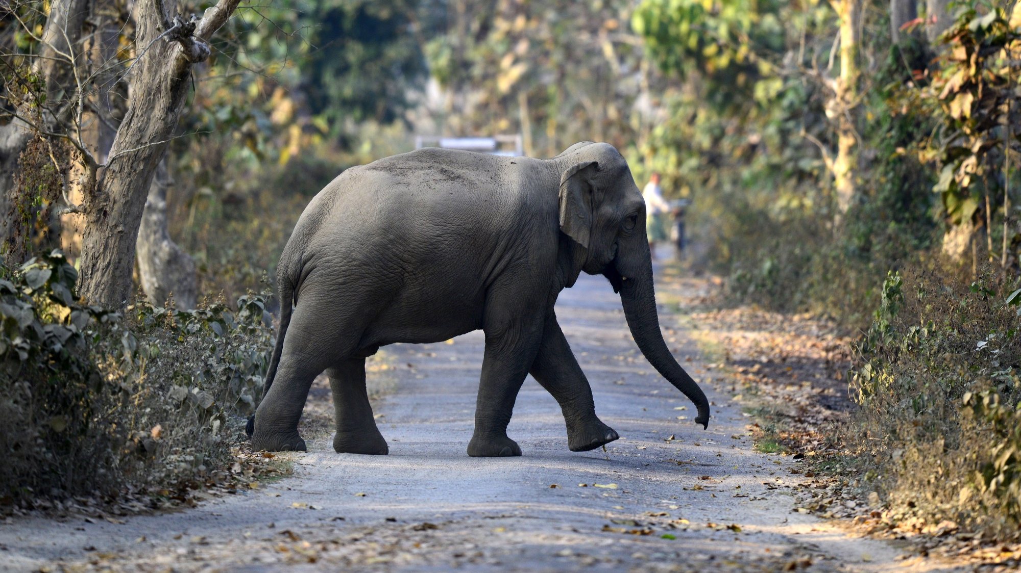 epa09026292 An elephant comes out from jungle and crosses a road in Amsoi reserve forest in Nagaon district of Assam,India, 20 February 2021.  EPA/PRANABJYOTI  DEKA