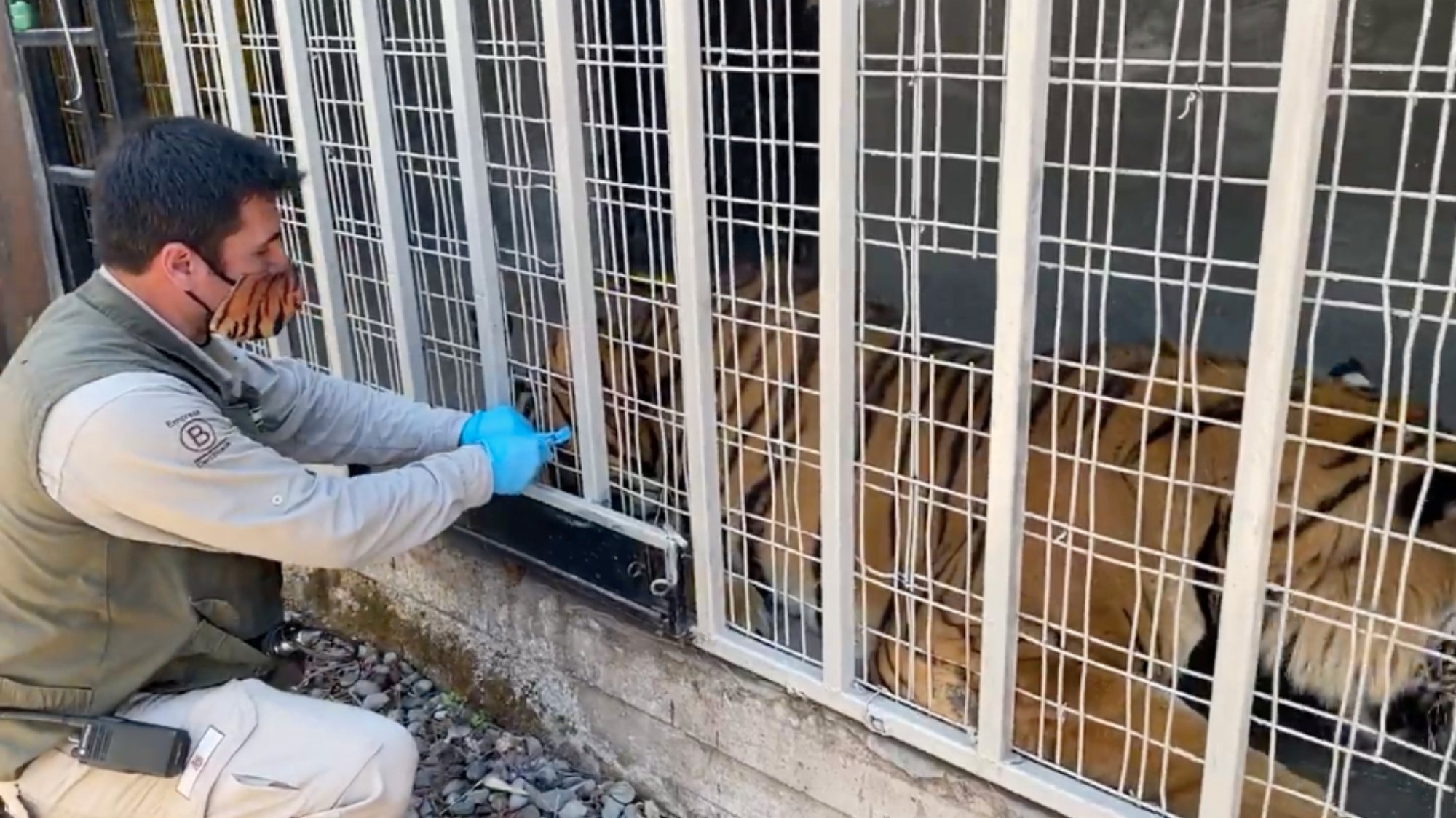 O tigre de Bengala Charly, de 3 anos, foi um dos dez animais vacinados no Buin Zoo contra o coronavírus