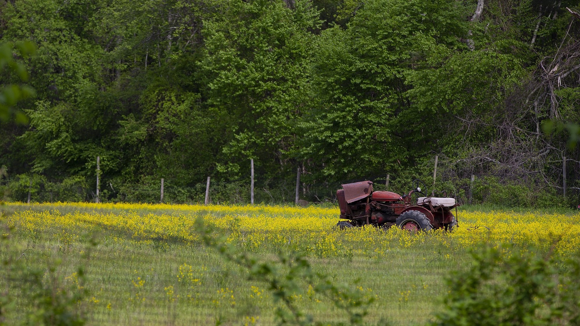 epa06748382 A farm tractor sits in a field of wildflowers in Holliston, Massachusetts, USA, 18 May 2018.  EPA/CJ GUNTHER