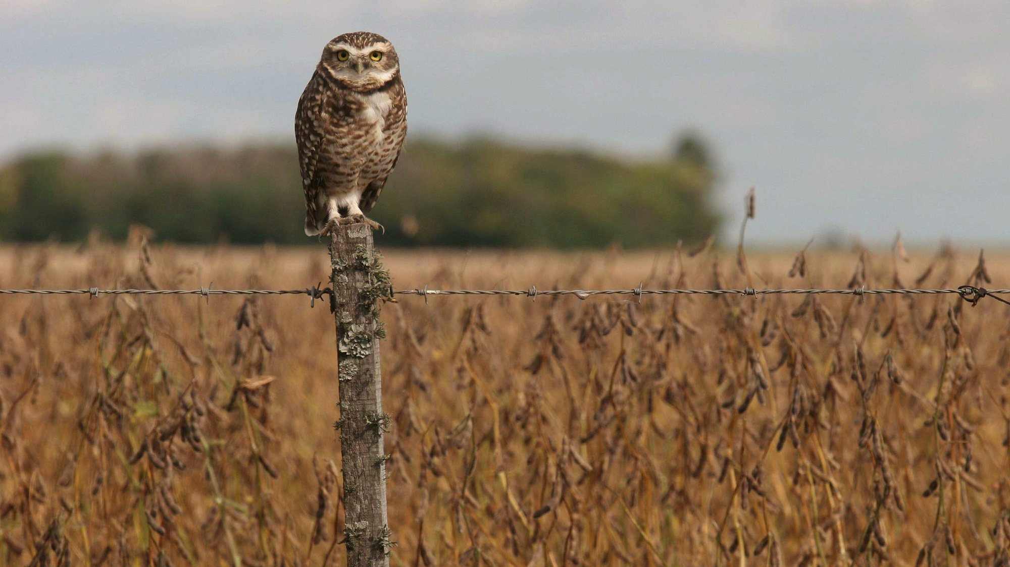 epa01298048 An owl stands in a fence next to a soy plantation in the municipality of Pujato, near of the city of Rosario, province of Santa Fe, around 300 kms North of Buenos Aires, Argentina on 27 March 2008. In the majority of regions of the country is held the 14th Agriculture National Strike as due to the increase in the beans commerce importations decree by the National government.  EPA/HECTOR RIO
