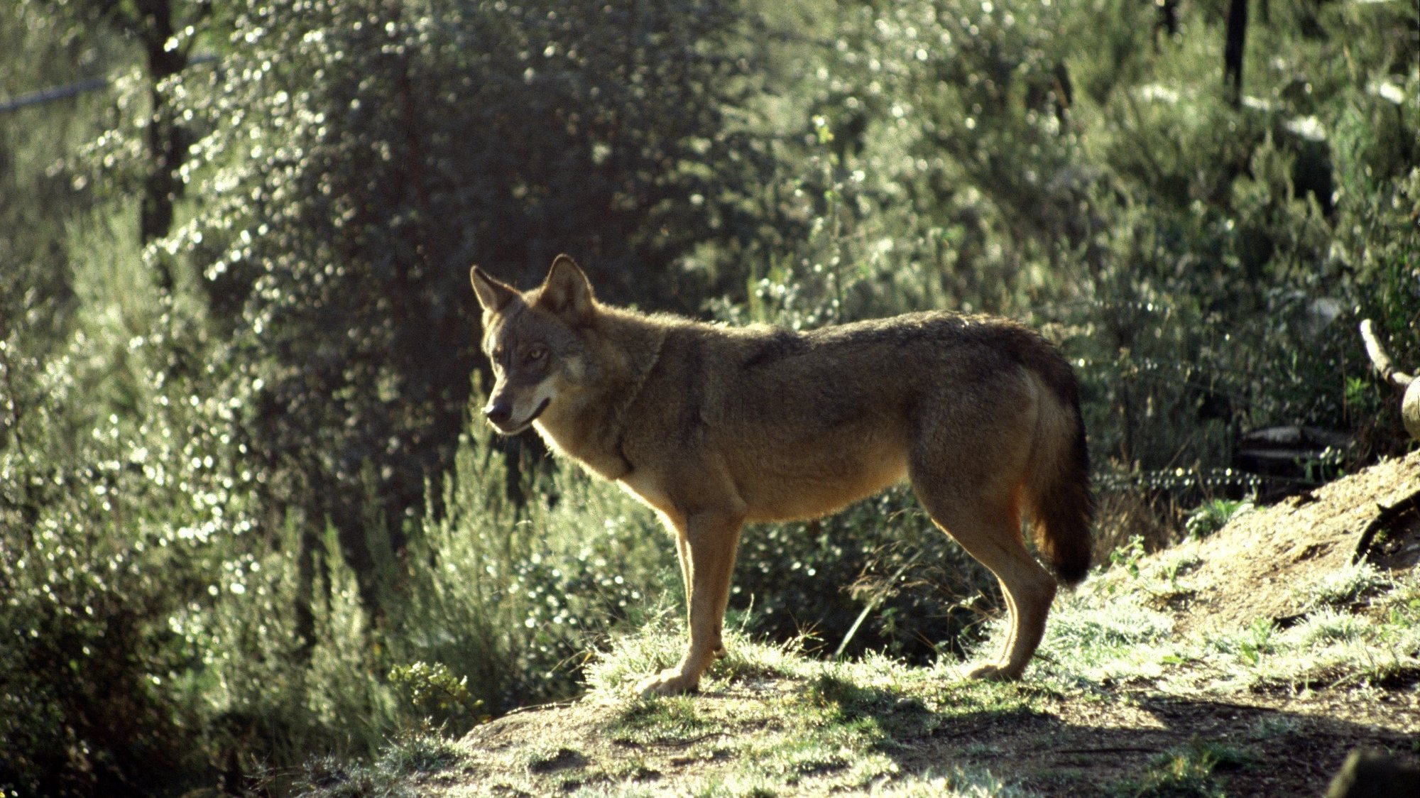O Instituto da Conservação da Natureza e das Florestas (ICNF) lembra que em Portugal, &quot;o lobo-ibérico (Canis lupus signatus) é, desde 1989, uma espécie estritamente protegida, quer por via de legislação europeia (Convenção de Berna e Diretiva Habitats), quer por via de legislação nacional (Lei nº90/88, de 27 de abril e Decreto-Lei nº54/2016, de 25 de agosto)&quot;
