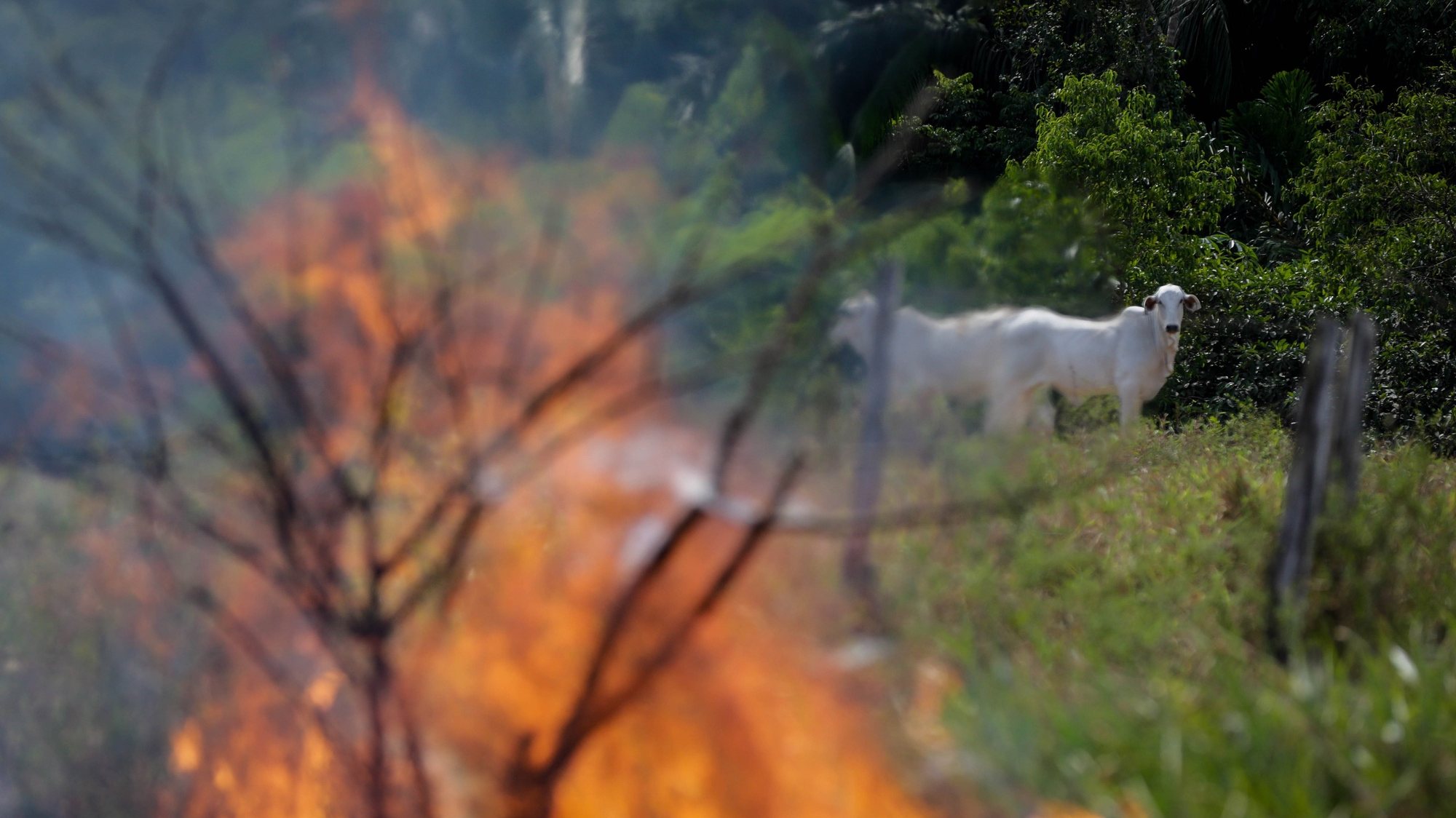 epa07827062 Cattle feed in the vacinity of a fire in Manicore, Amazonas state, Brazil, 07 September 2019. Prevfogo firefighters, an Ibama forest brigade formed by indigenous people of the Tenhari ethnic group, are participating in fire fighting efforts in the area.  EPA/FERNANDO BIZERRA JR