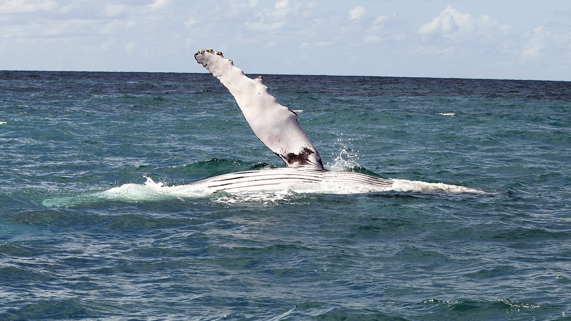 epa06920617 A humpback whale jumps out to sea at the Abrolhos archipelago, located on the southern coast of the state of Bahia, Brazil, 25 July 2018 (issued 31 July 2018). About 20,000 humpback whales travel between July and November to the temperate and clear waters of the Brazilian coast, specifically the Abrolhos archipelago, the largest reproductive cradle at the South Atlantic Ocean and where cetaceans attracts thousands of tourists every year.  EPA/JOEDSON ALVES