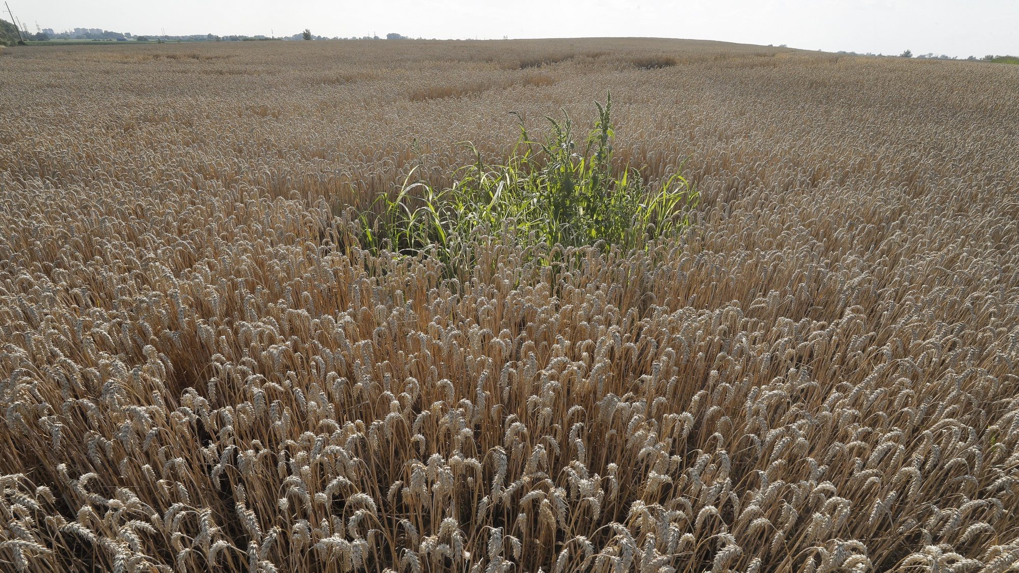 epa10754123 A general view showing a wheat field near Kyiv, Ukraine, 18 July 2023. A deal brokered by Turkey and the United Nations to ensure the safe export of grain from Ukrainian ports expired on 17 July 2023 and Russia withdrew from the deal allowing Ukraine to safely export grain through the Black Sea. The war in Ukraine, which started when Russia entered the country in February 2022, marked in July its 500th day. According to the UN, since the conflict started, more than 9000 civilians have been killed and more than 6 million others are now refugees worldwide.  EPA/SERGEY DOLZHENKO