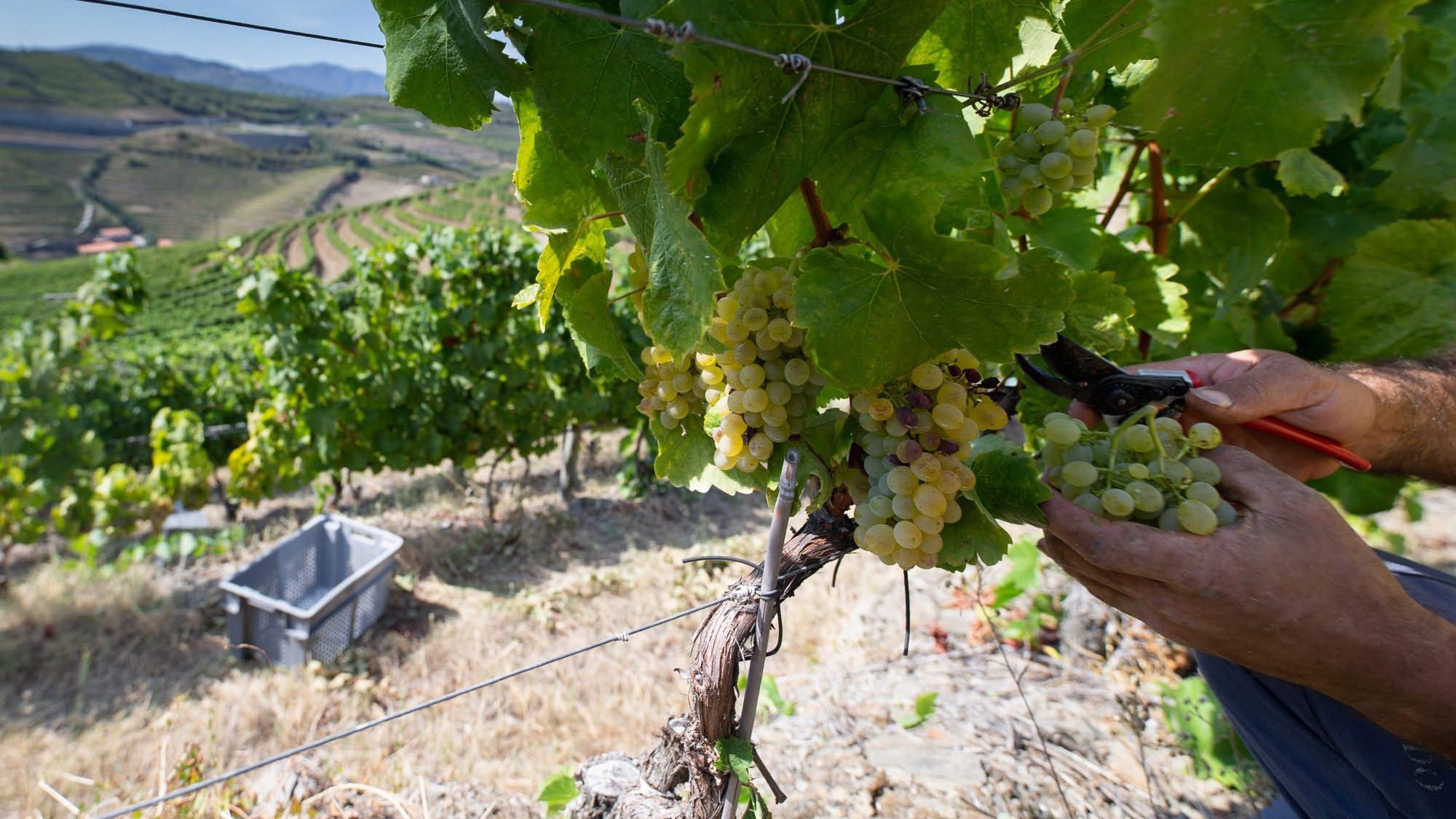 O Instituto da Vinha e do Vinho prevê que a produção de vinho deverá baixar cerca de 9% face à campanha anterior