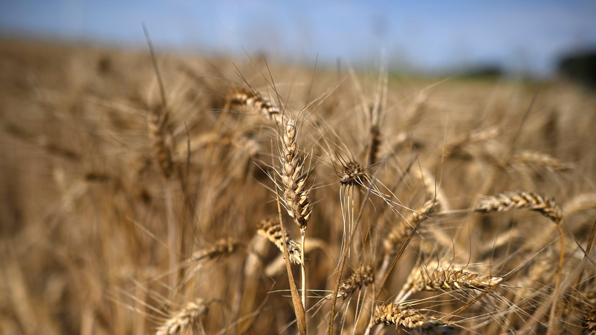 epa10737412 Wheat in a field during harvest near the town of Shabla, Bulgaria, 10 July 2023. Bulgaria has exported over 4 million tons of wheat to over 30 countries around the world. Despite the fact that the European Commission (EC) approved an additional EUR 9.77 million in aid for Bulgarian grain, after having already approved EUR 16 million, there is about 30 percent more grain in warehouses than in previous years. Earlier this year, the EC decided that until 15 September, grain from Ukraine cannot be sold on the market of Bulgaria, Romania, Slovakia and Hungary, the Ministry of Agriculture of Bulgaria said.  EPA/VASSIL DONEV