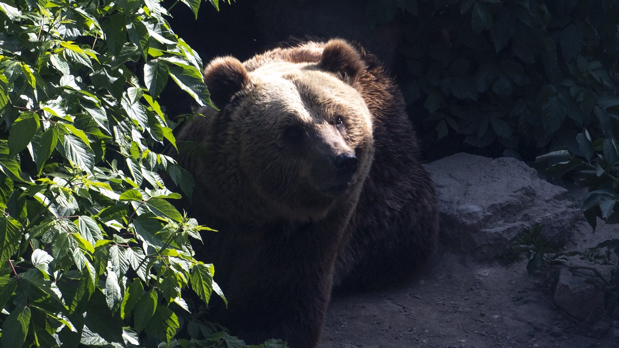 epa09953481 Marko the bear, 18 years old walks in his home environment before his transport to Switzerland, at Skopje&#039;s ZOO in Skopje, Republic of North Macedonia, 17 May 2022. Needing urgent renovation of the brown bear enclosure, Skopje Zoo decided to transfer two of the four bears living in the enclosure to the Arosa Bear Sanctuary in the Swiss Alps. To improve the living conditions of the brown bears living in the enclosure, the Zoo officials reached out to Four Paws, a welfare organization for animals under direct human influence, who took over the 18-year old male brown bear and his sister of the same age to give them a new life in the bear sanctuary in Switzerland.  EPA/GEORGI LICOVSKI