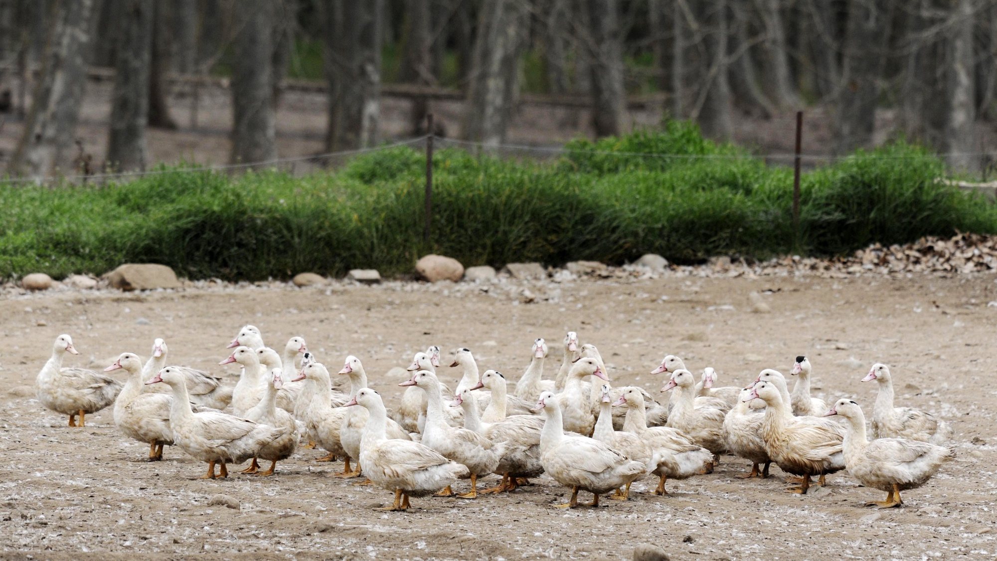 epa05810781 Ducks stand at a farm in Sant Gregori, Girona, northeastern Spain, 23 February 2017. Catalonian authorities have alerted of a first outbreak of avian flu in a farm with 17,300 ducks, which are being slaughtered already.  EPA/ROBIN TOWNSEND
