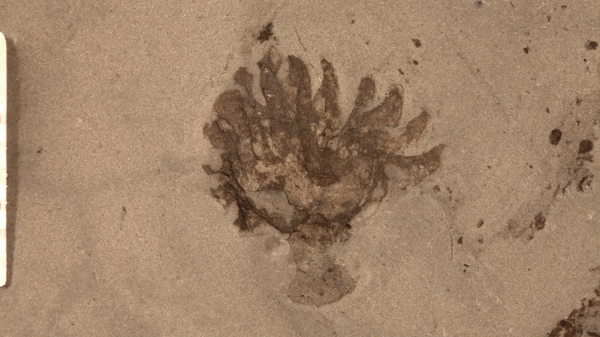 epa07463155 A handout photo made available by Northwest University of China on 26 March 2019 shows the Polyploid cnidarian fossil specimen from the Qingjiang biota collected in a river bed near the junction of the Danshui River with Qingjiang River in Hubei Province, China. Scientists claim they have made an immense discovery of thousands of fossils at a 518 million-year-old site found in a river bed near the junction of the Danshui River with Qingjiang River in Hubei, China. Known as the Qingjiang biota, the fossils are estimated to be about 518 million years old and of particular importance because of the well preservation of many soft tissues and soft-bodied organisms.  EPA/Northwest University of China / HANDOUT  HANDOUT EDITORIAL USE ONLY/NO SALES
