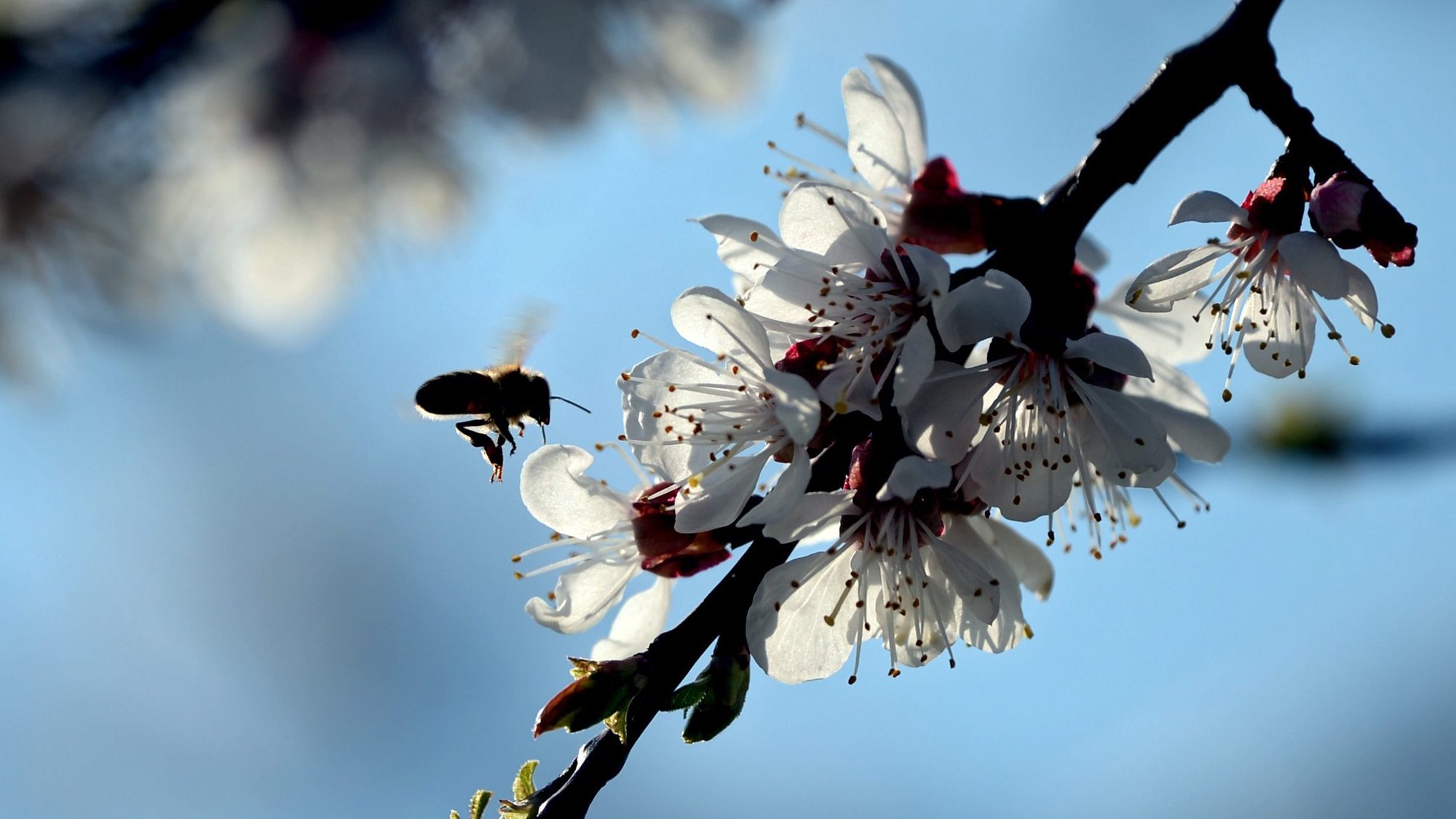 epa05246422 A bee approaches a flower on a cherry tree on a meadow in Werder, Germany, 06 April 2016.  EPA/RALF HIRSCHBERGER