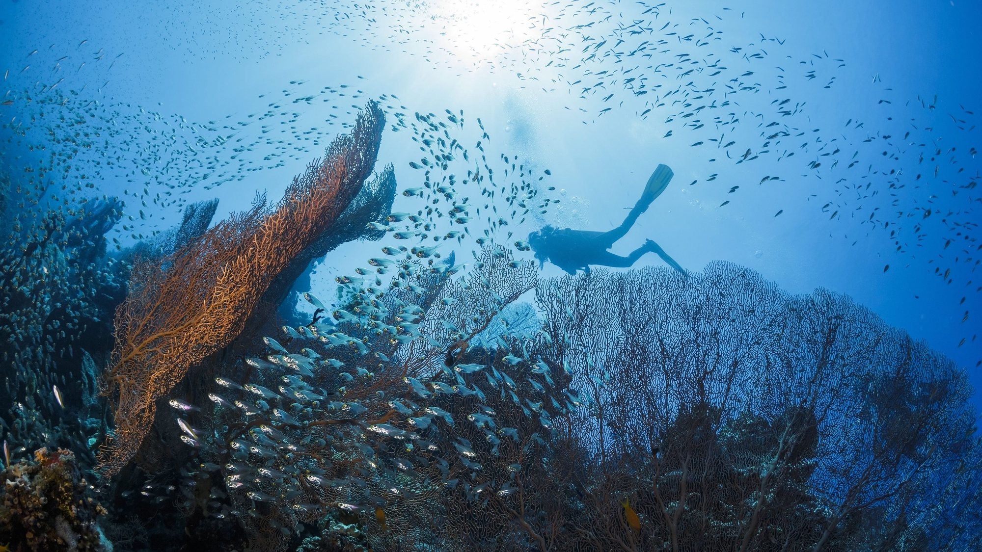 epaselect epa04855628 A diver swims near a giant Gorgonian sea fan with a shoal of glass fish at the Ras Um Sid site in the Red Sea, near Sharm El-Sheikh, Egypt, 21 July 2015. Ras Um Sid located at the tip of a small peninsula a few kilometers south from Naama Bay and offering spectacular views of the Red Sea and the reefs, it is a much quieter area close to Sharm El Sheikh&#039;s city and the Ras Mohamed National Park.  EPA/SERGEY DOLZHENKO